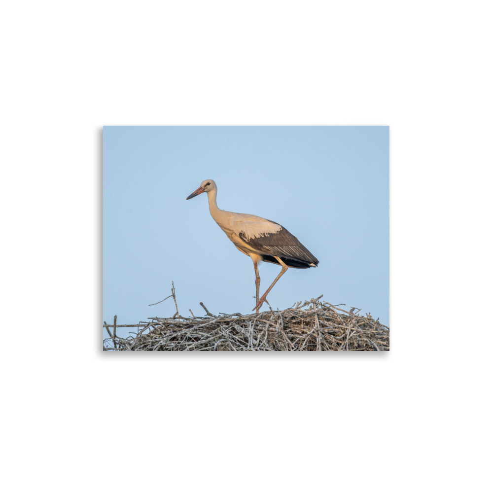 Juvenile White stork! Photo paper poster - Image 5
