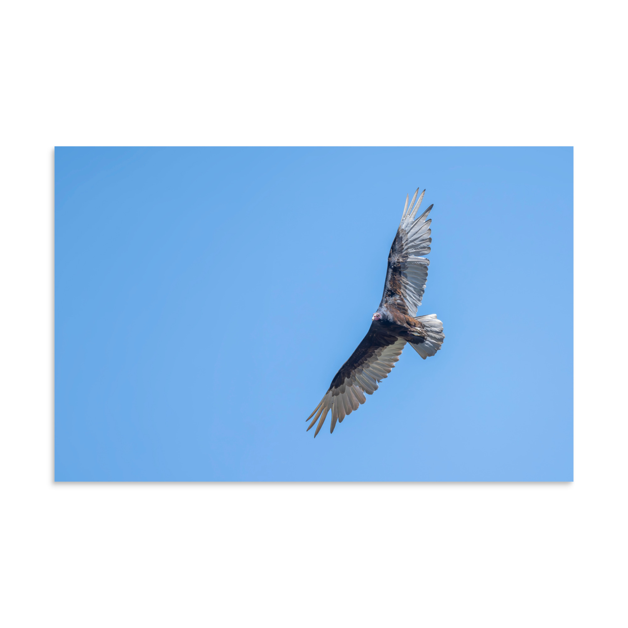 Turkey vulture in flight! Photo paper poster - Image 7
