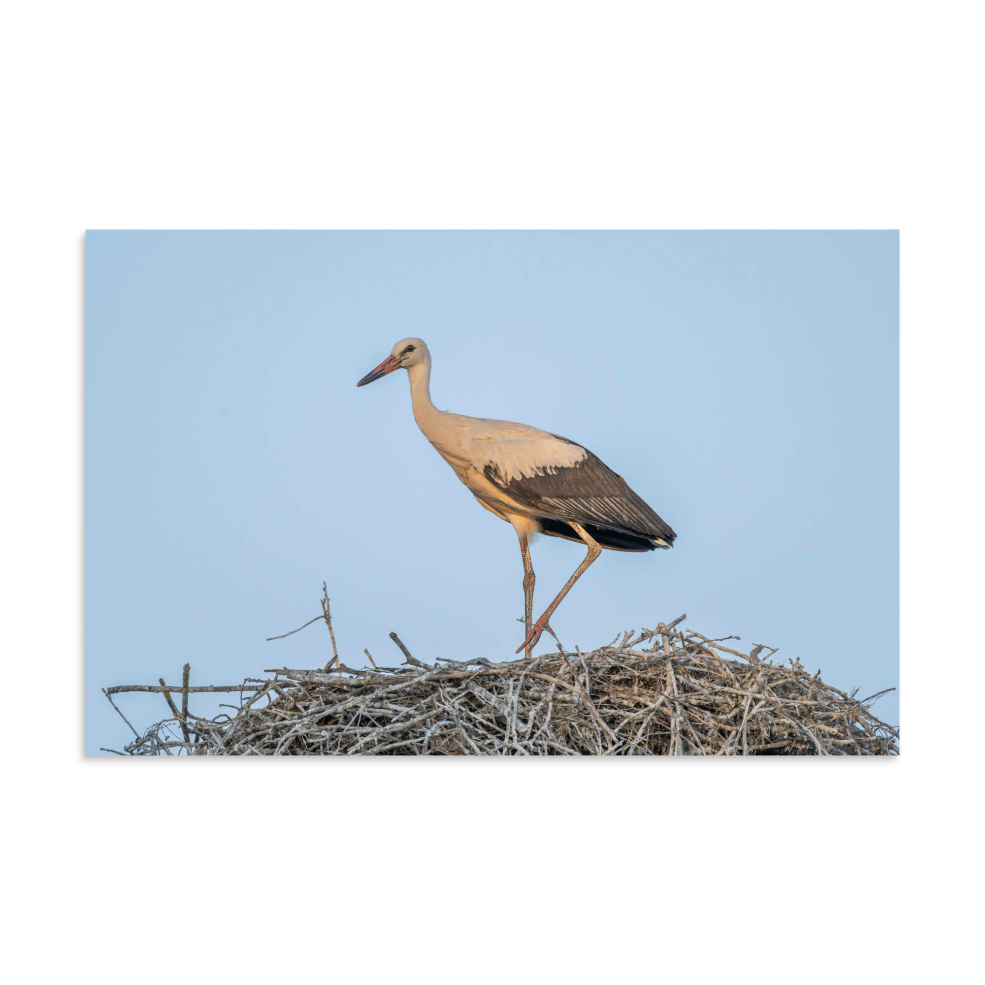 Juvenile White stork! Photo paper poster - Image 6