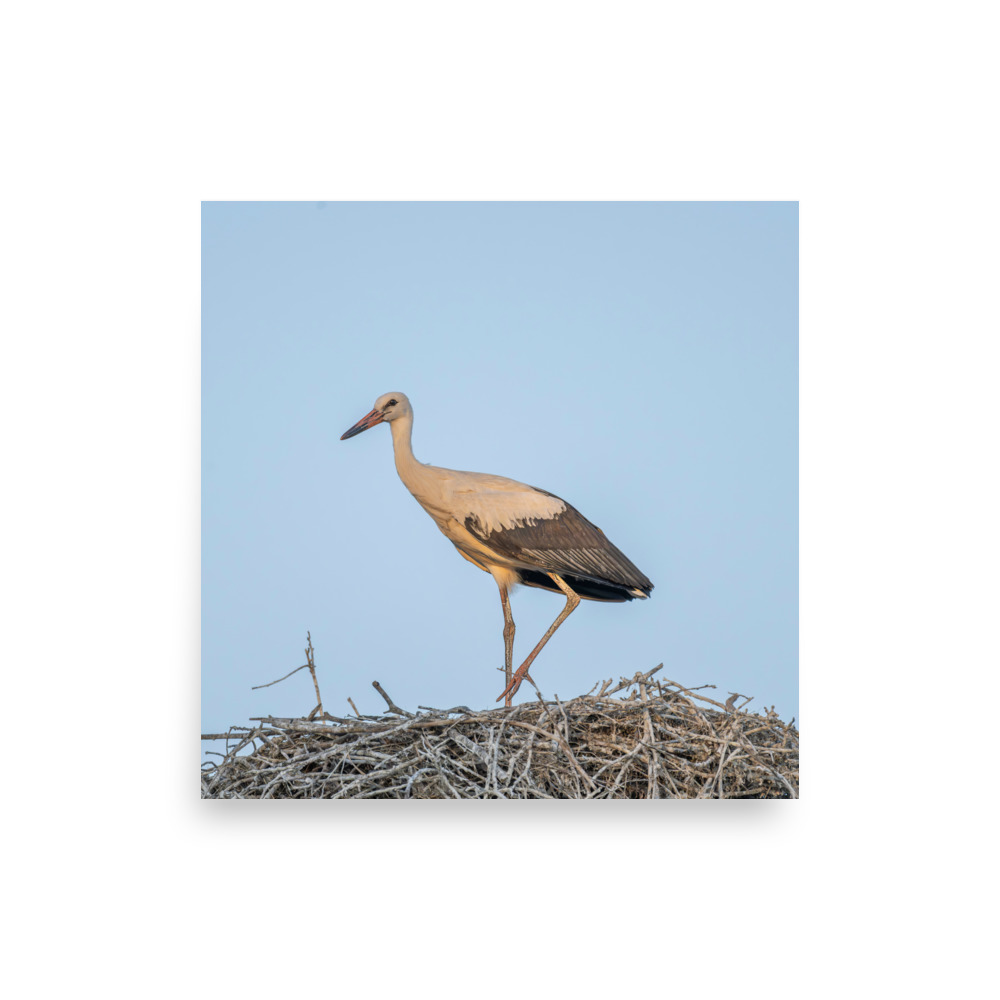Juvenile White stork! Photo paper poster - Image 7