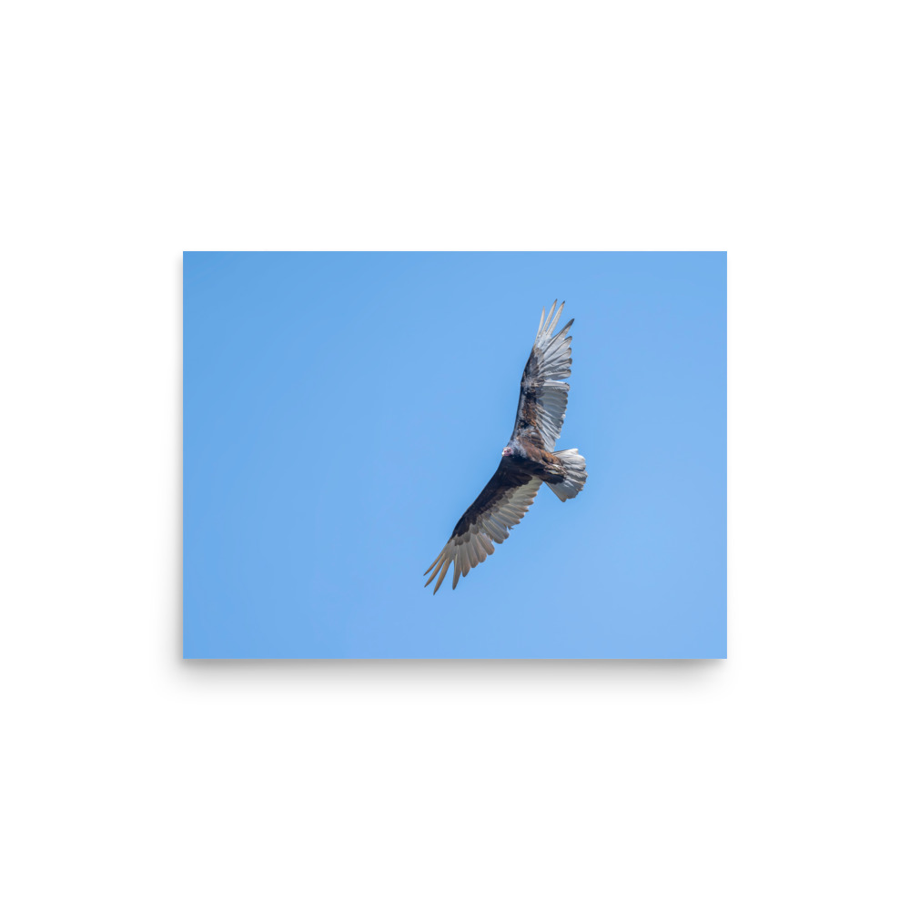 Turkey vulture in flight! Photo paper poster - Image 9