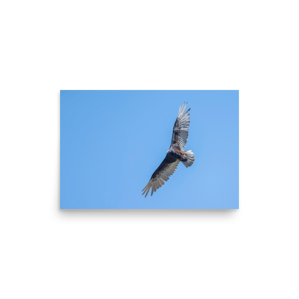 Turkey vulture in flight! Photo paper poster - Image 10