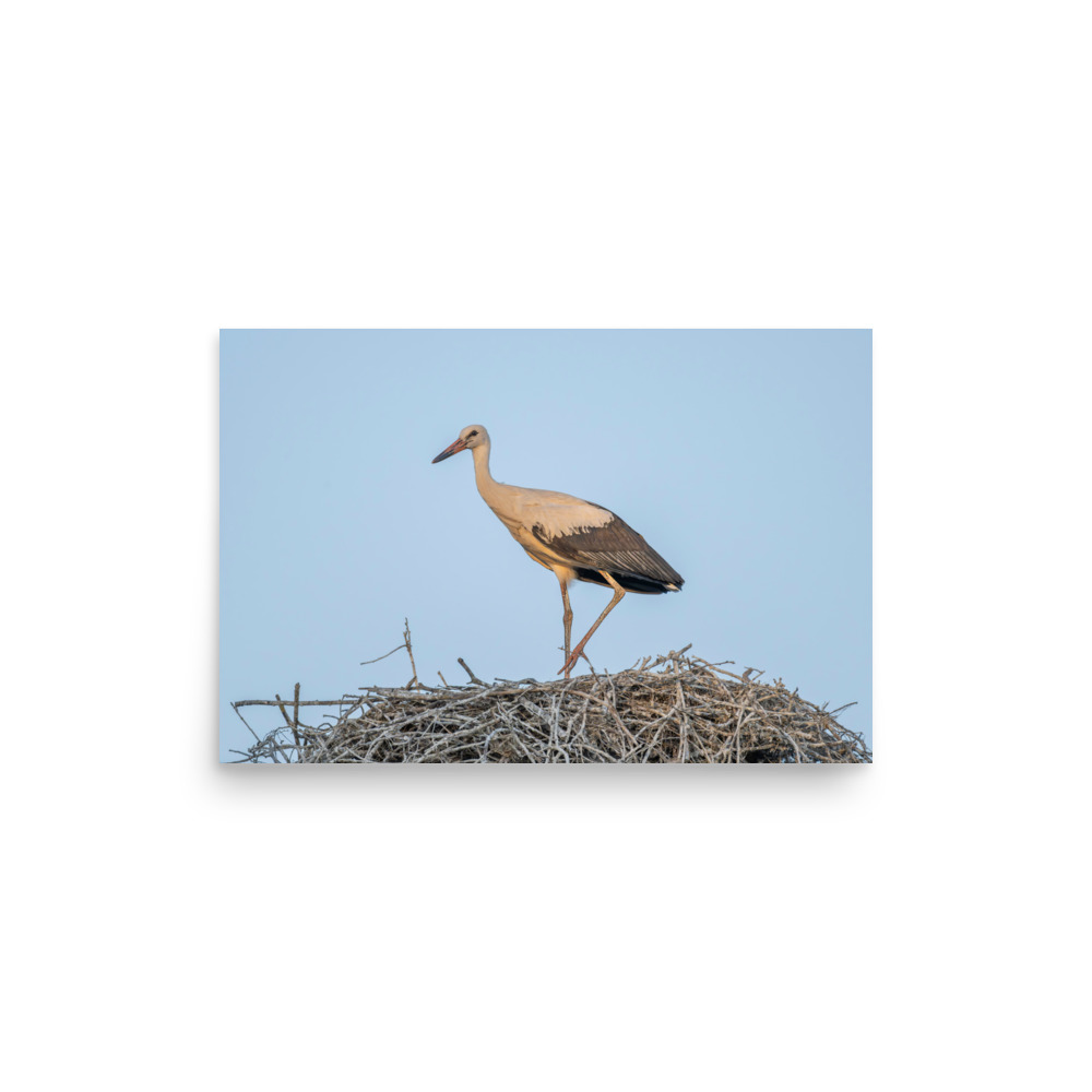 Juvenile White stork! Photo paper poster - Image 9