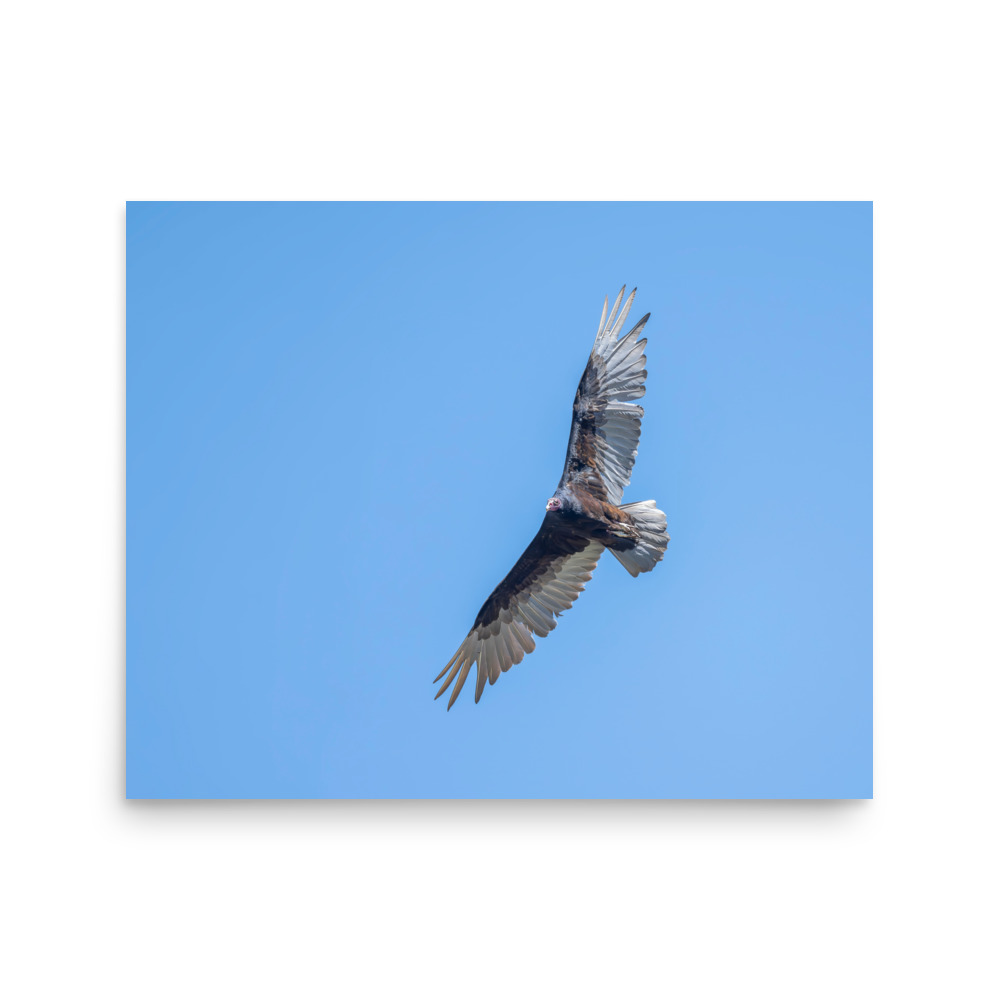 Turkey vulture in flight! Photo paper poster - Image 13