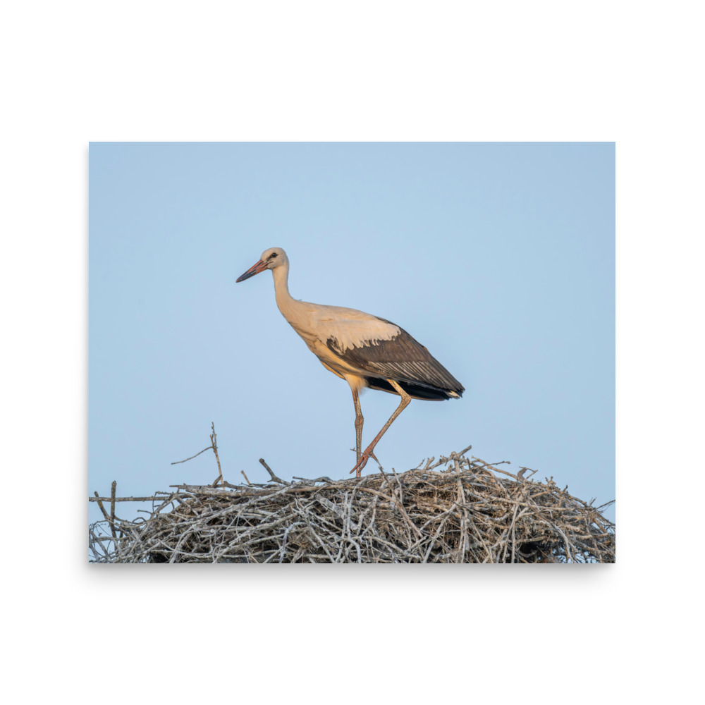 Juvenile White stork! Photo paper poster - Image 12