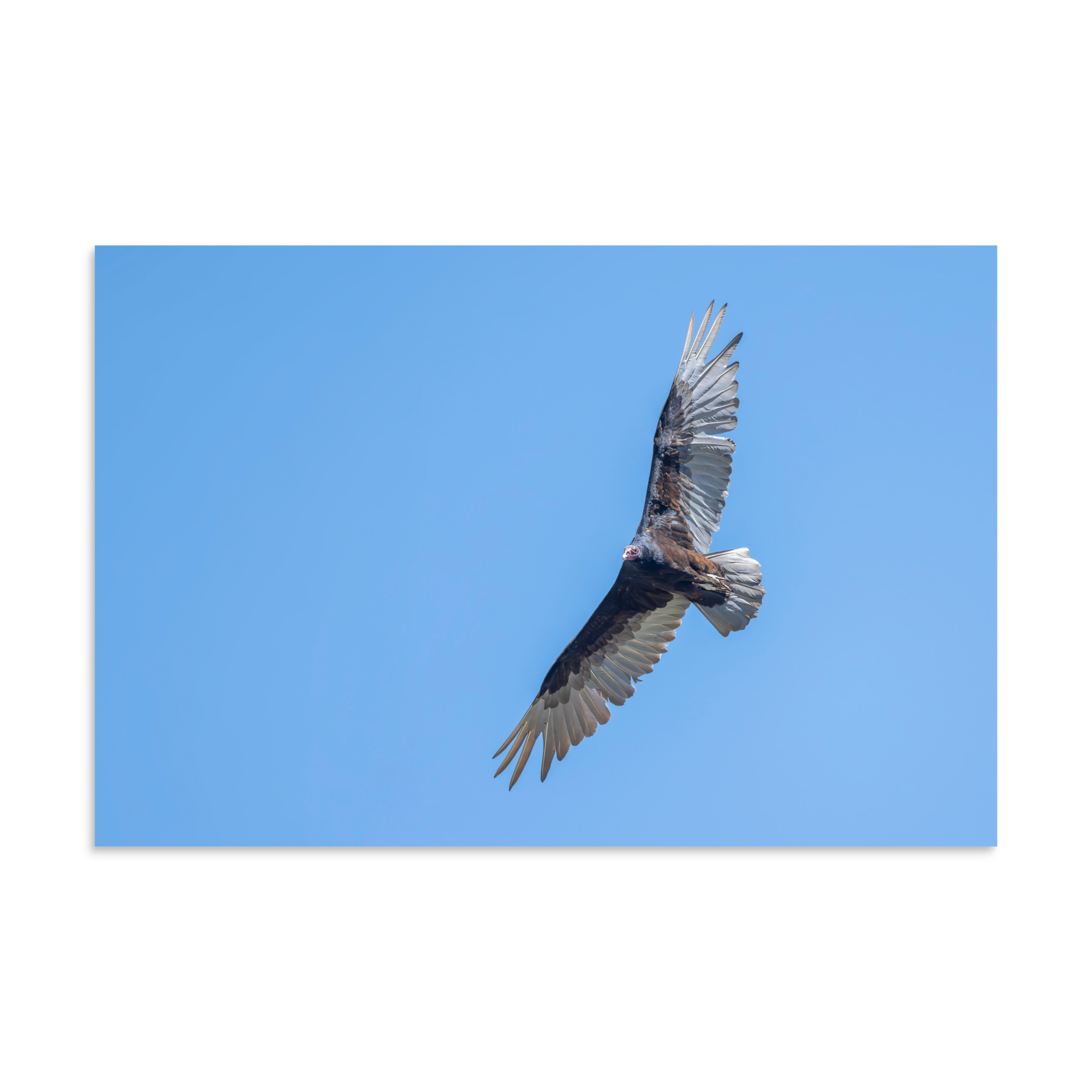 Turkey vulture in flight! Photo paper poster - Image 14