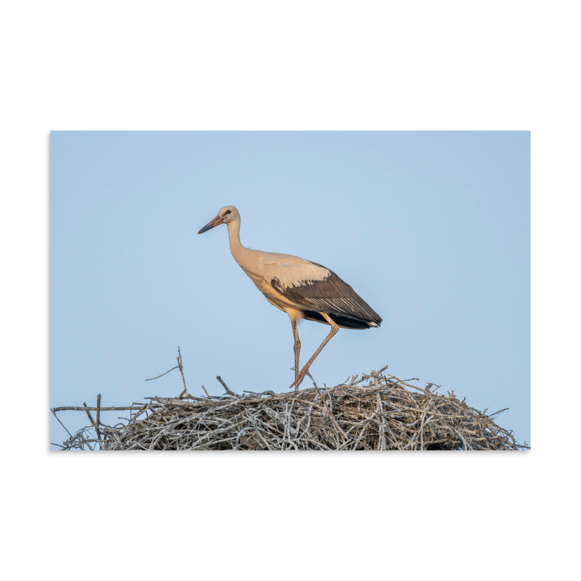 Juvenile White stork! Photo paper poster - Image 13