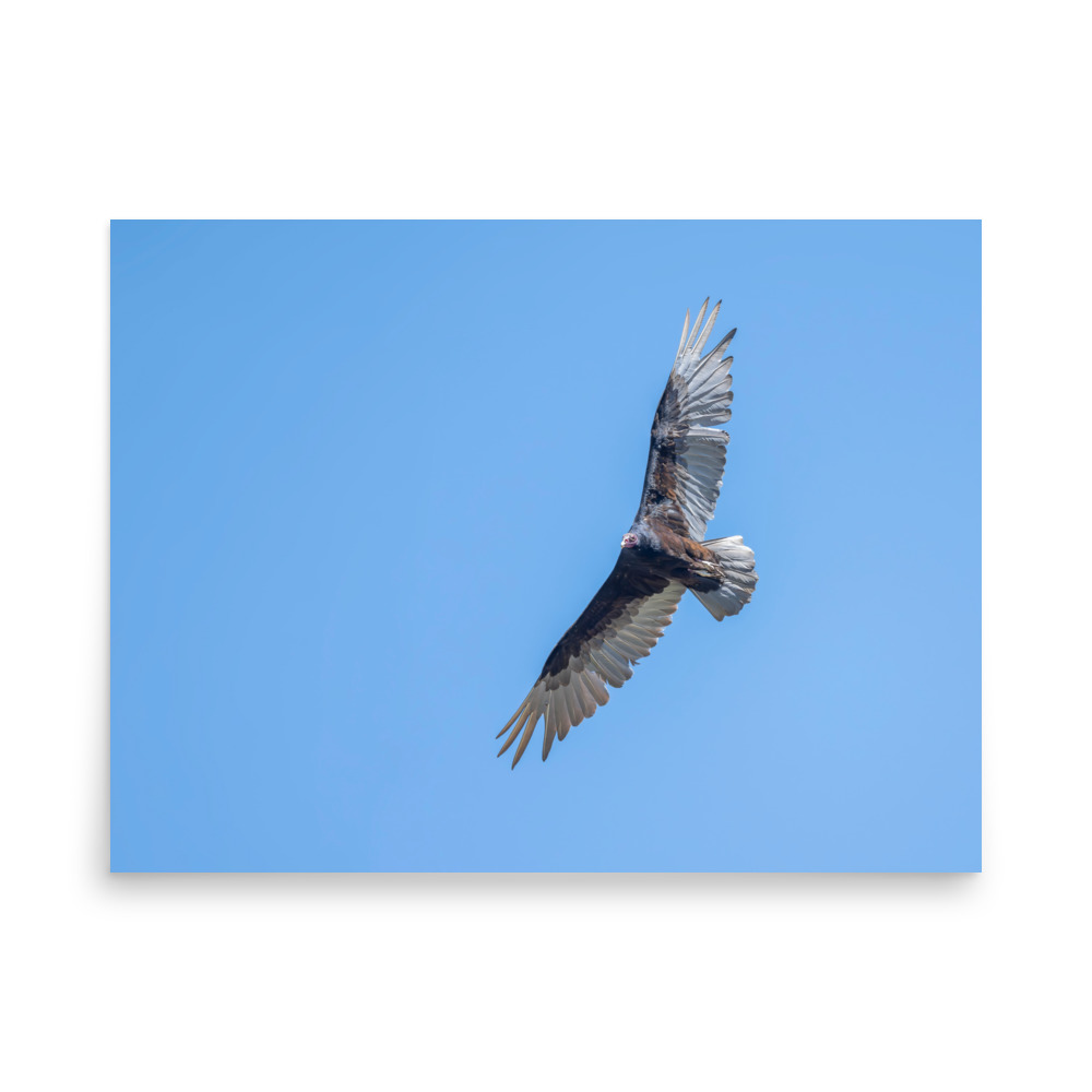 Turkey vulture in flight! Photo paper poster - Image 16