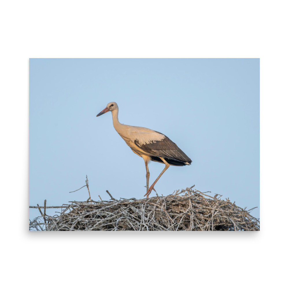 Juvenile White stork! Photo paper poster - Image 15
