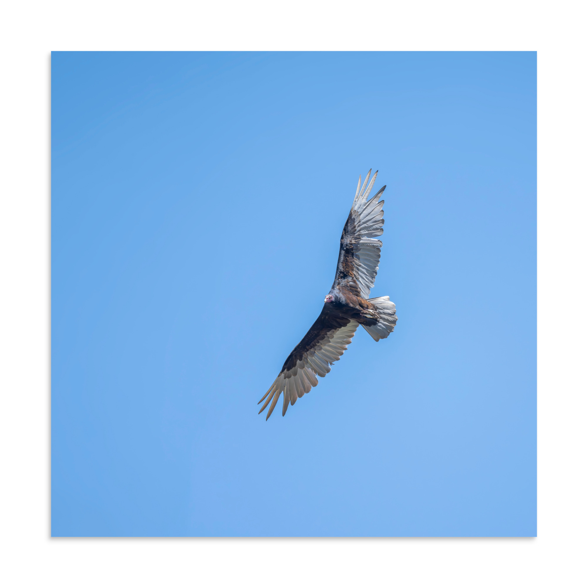 Turkey vulture in flight! Photo paper poster - Image 17