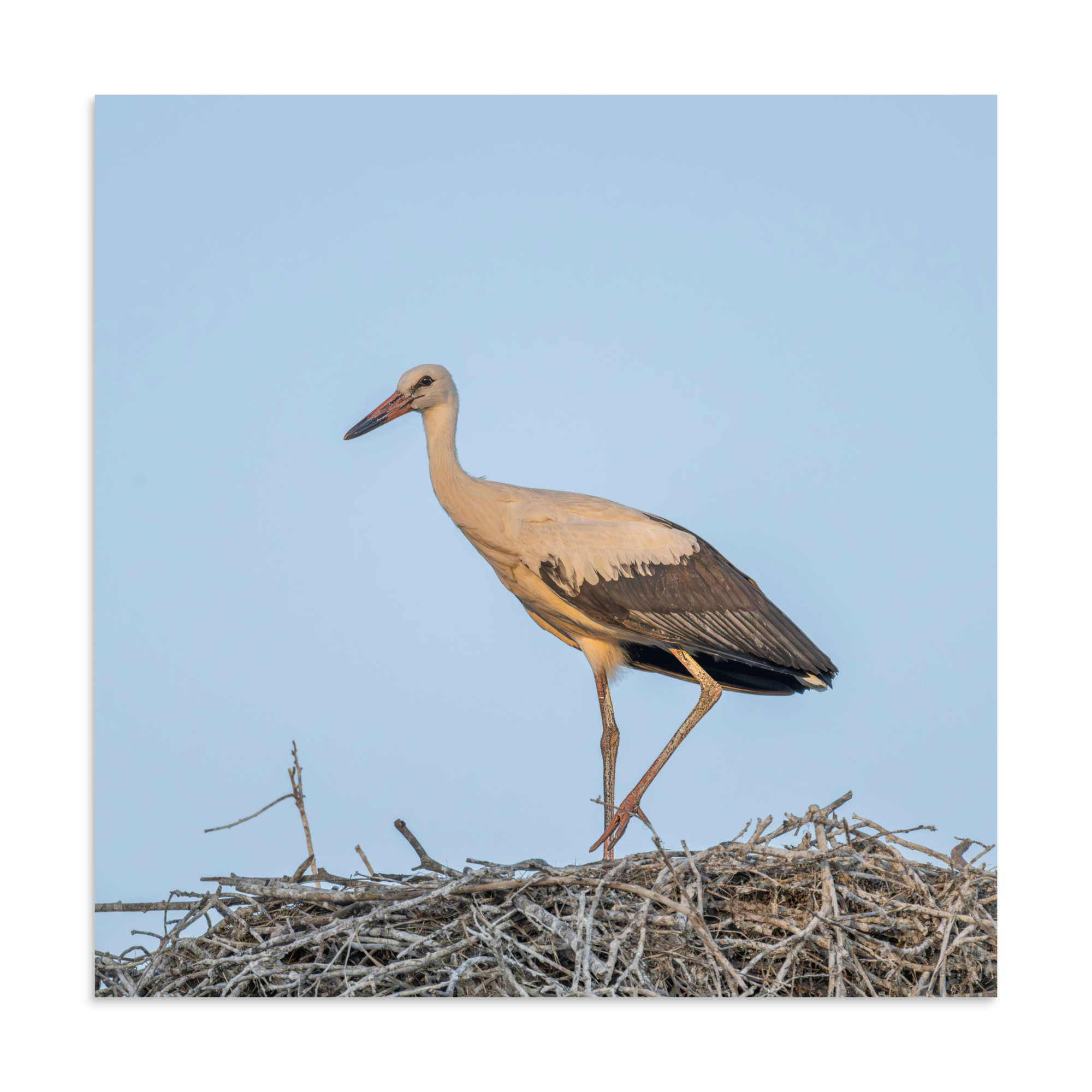Juvenile White stork! Photo paper poster - Image 16