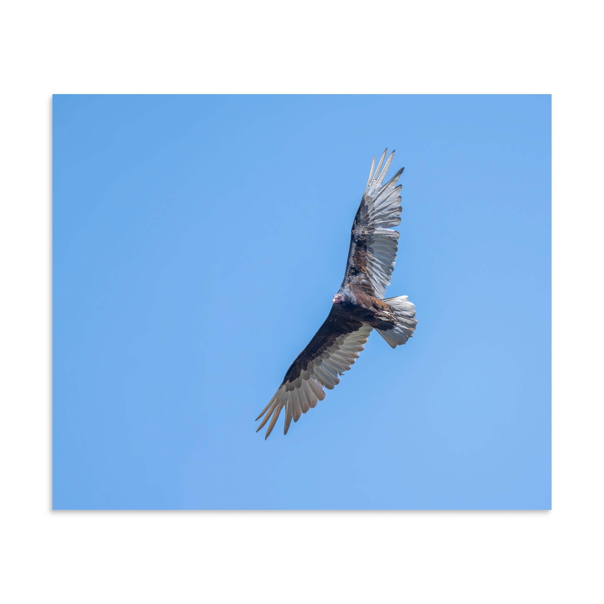 Turkey vulture in flight! Photo paper poster - Image 18