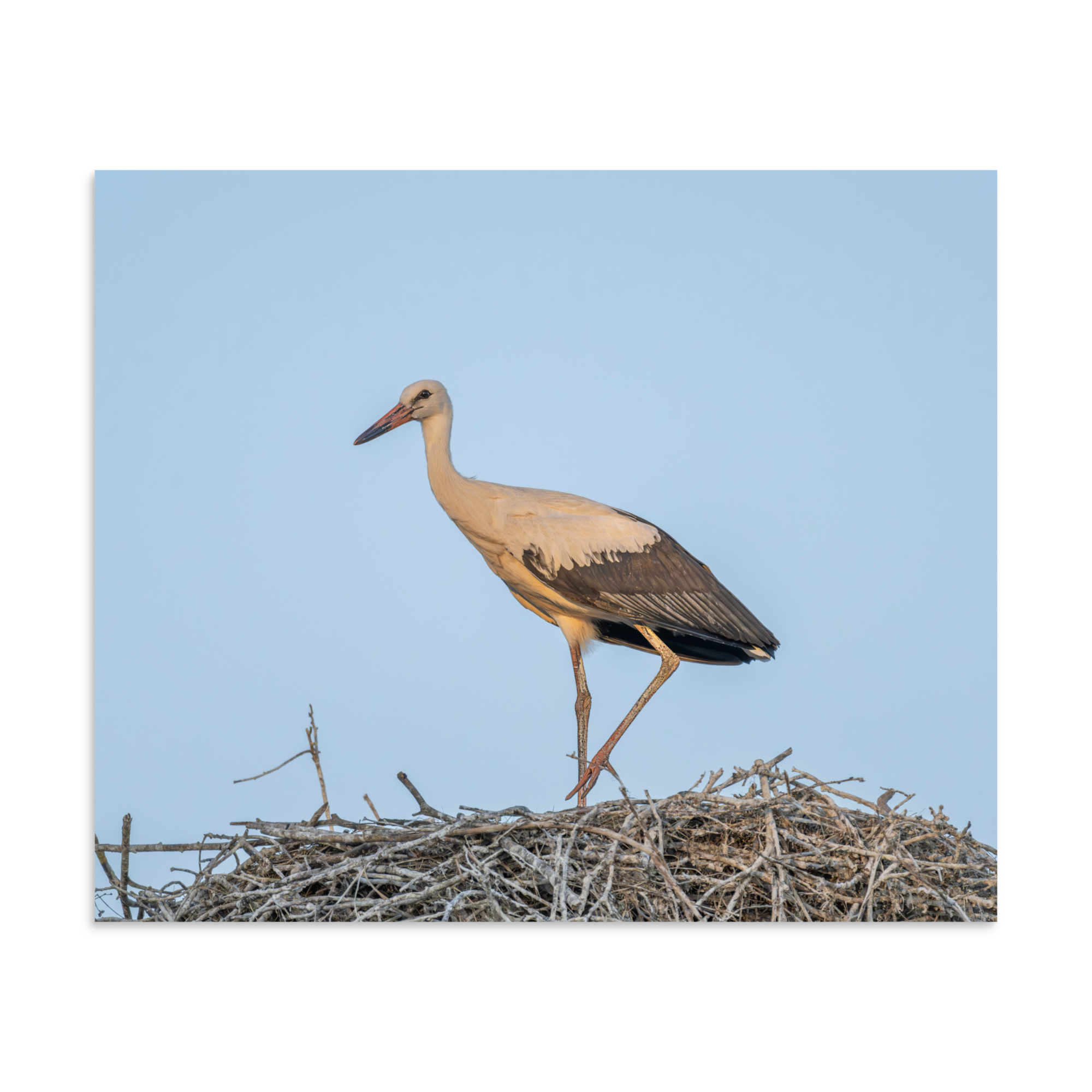 Juvenile White stork! Photo paper poster - Image 17