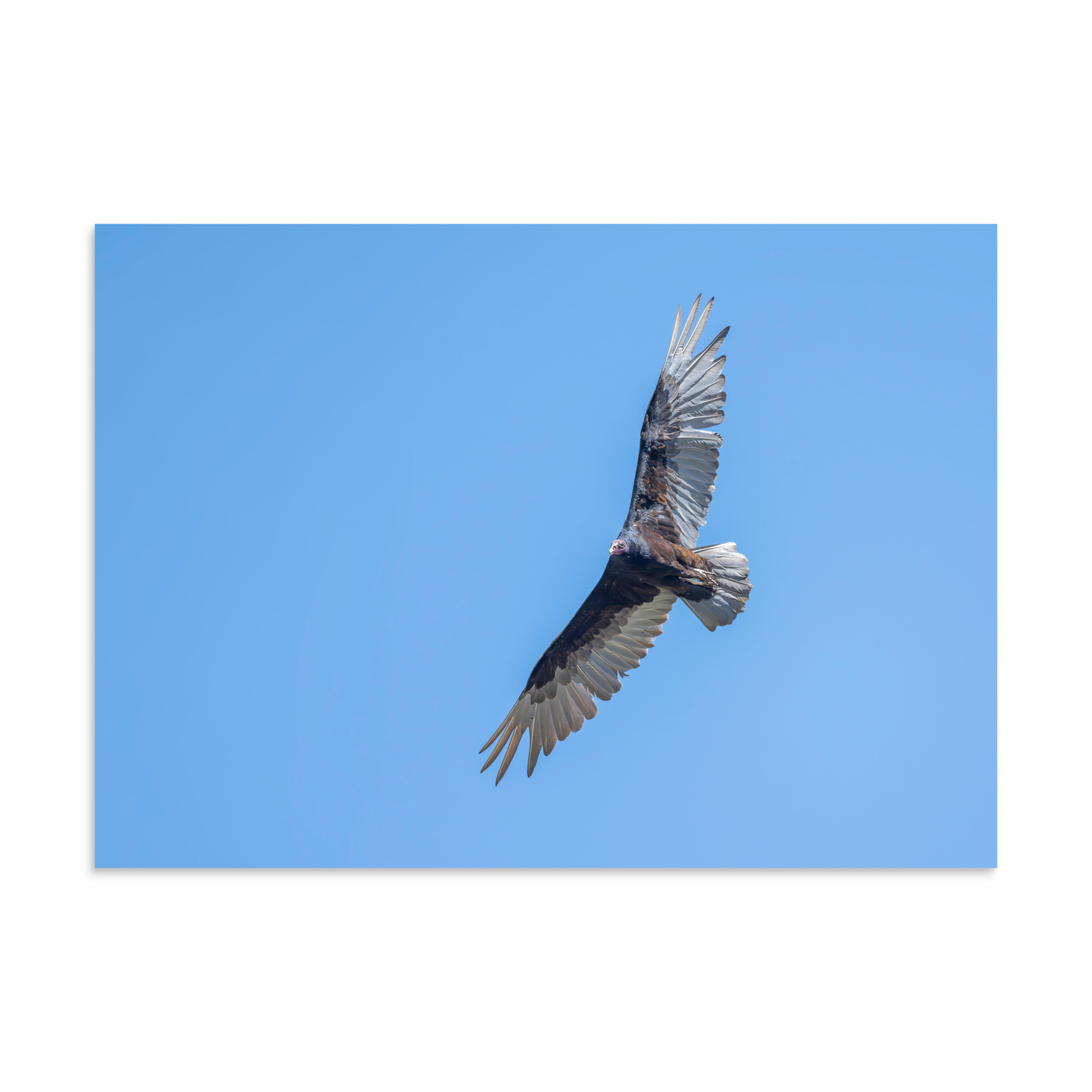 Turkey vulture in flight! Photo paper poster - Image 19