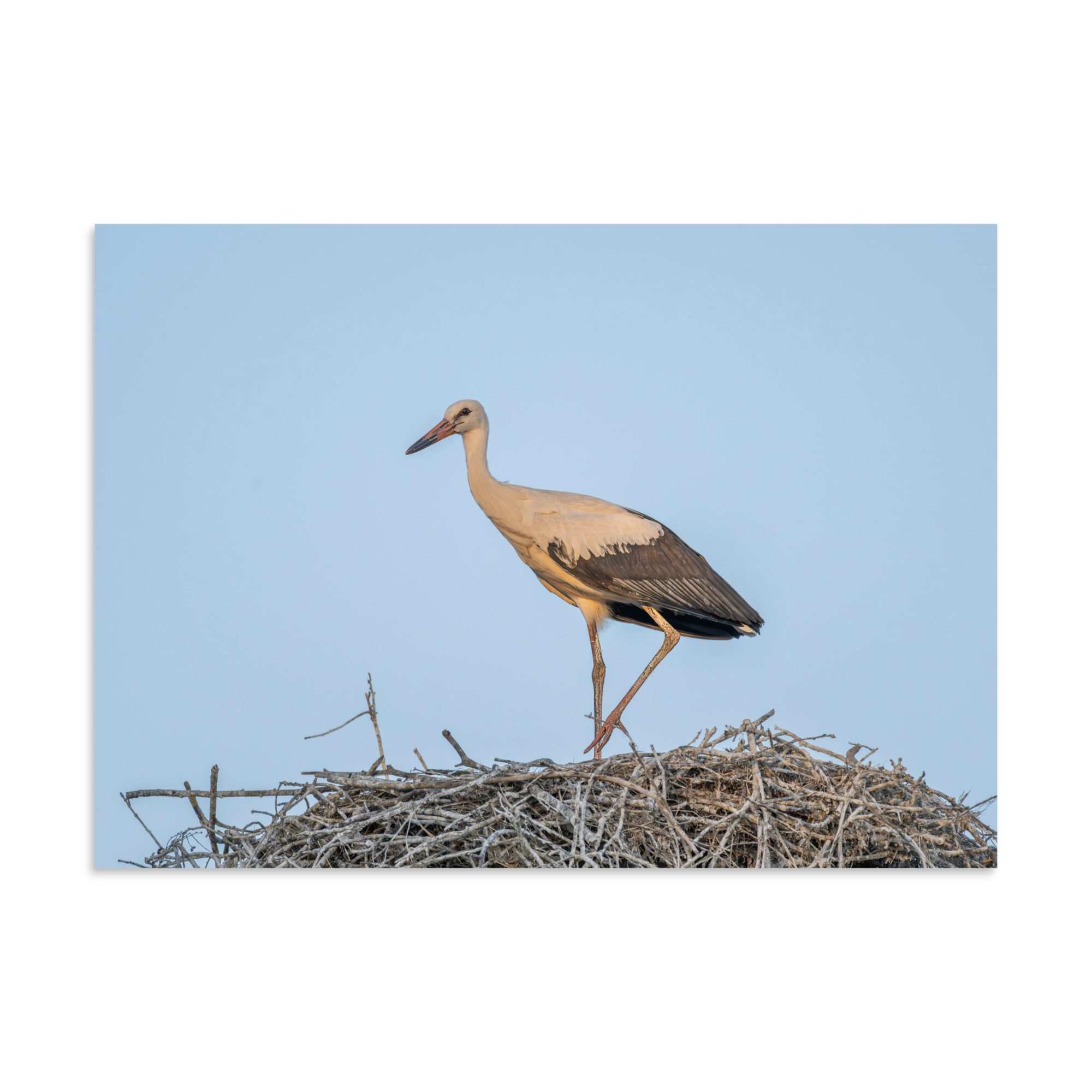 Juvenile White stork! Photo paper poster - Image 18