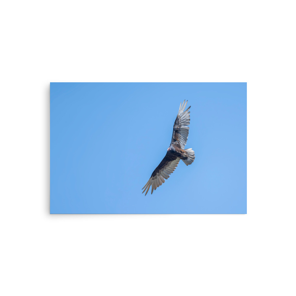Turkey vulture in flight! Photo paper poster - Image 2