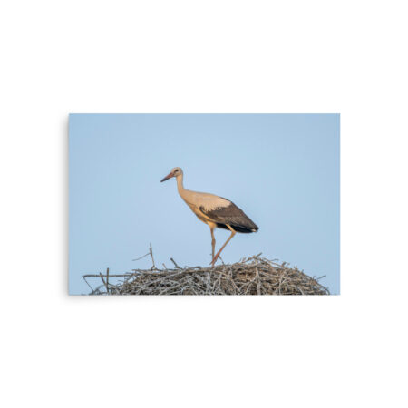 Juvenile White stork! Photo paper poster