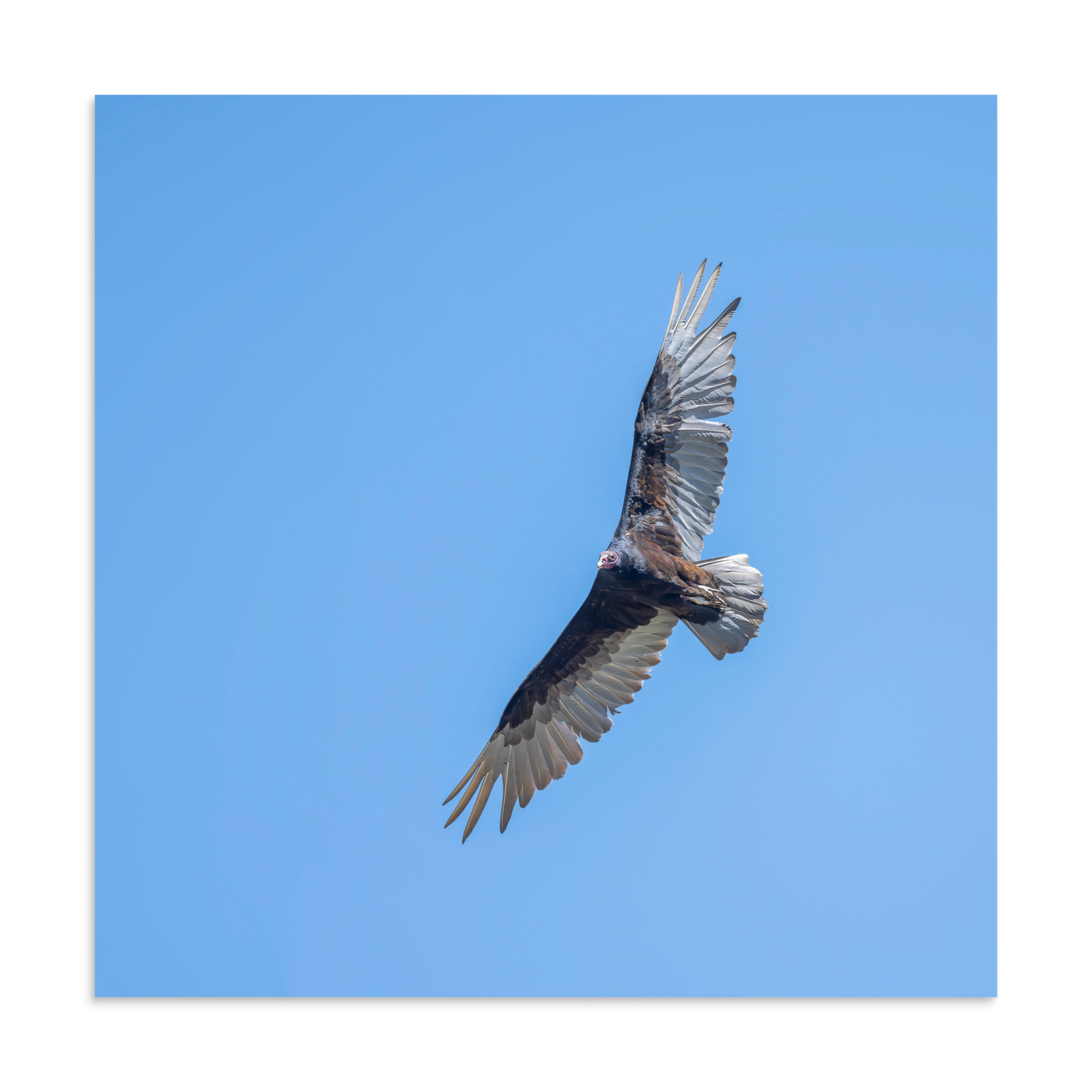 Turkey vulture in flight! Photo paper poster - Image 20