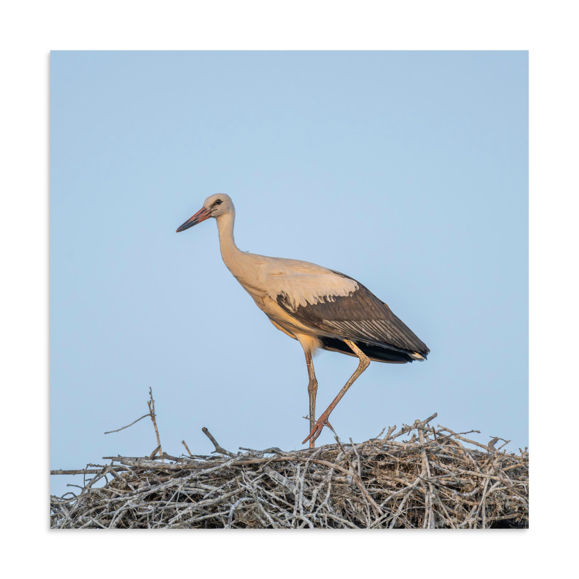 Juvenile White stork! Photo paper poster - Image 19