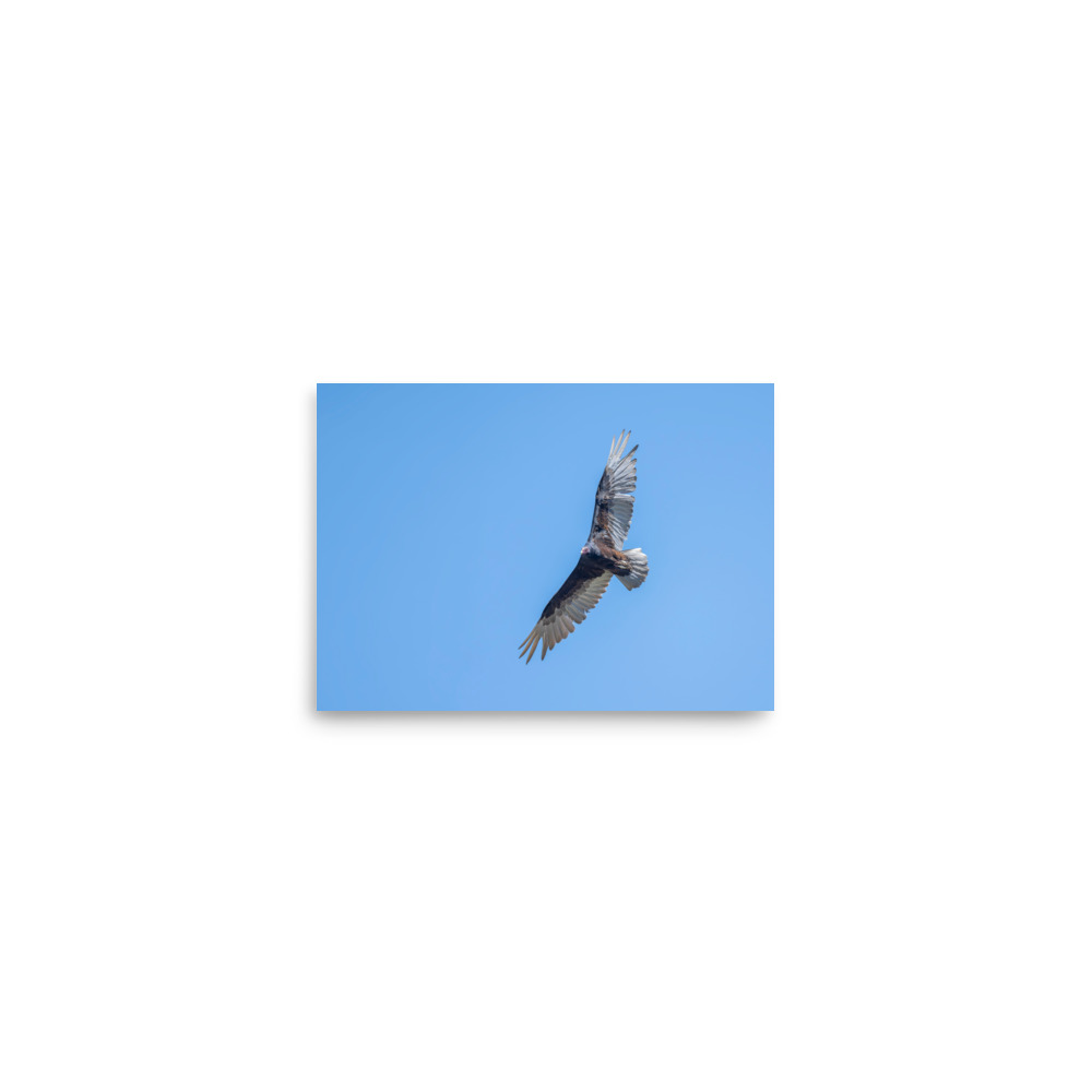 Turkey vulture in flight! Photo paper poster - Image 3