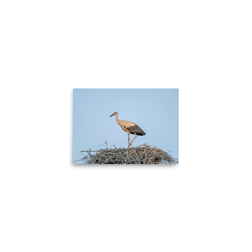 Juvenile White stork! Photo paper poster - Image 2