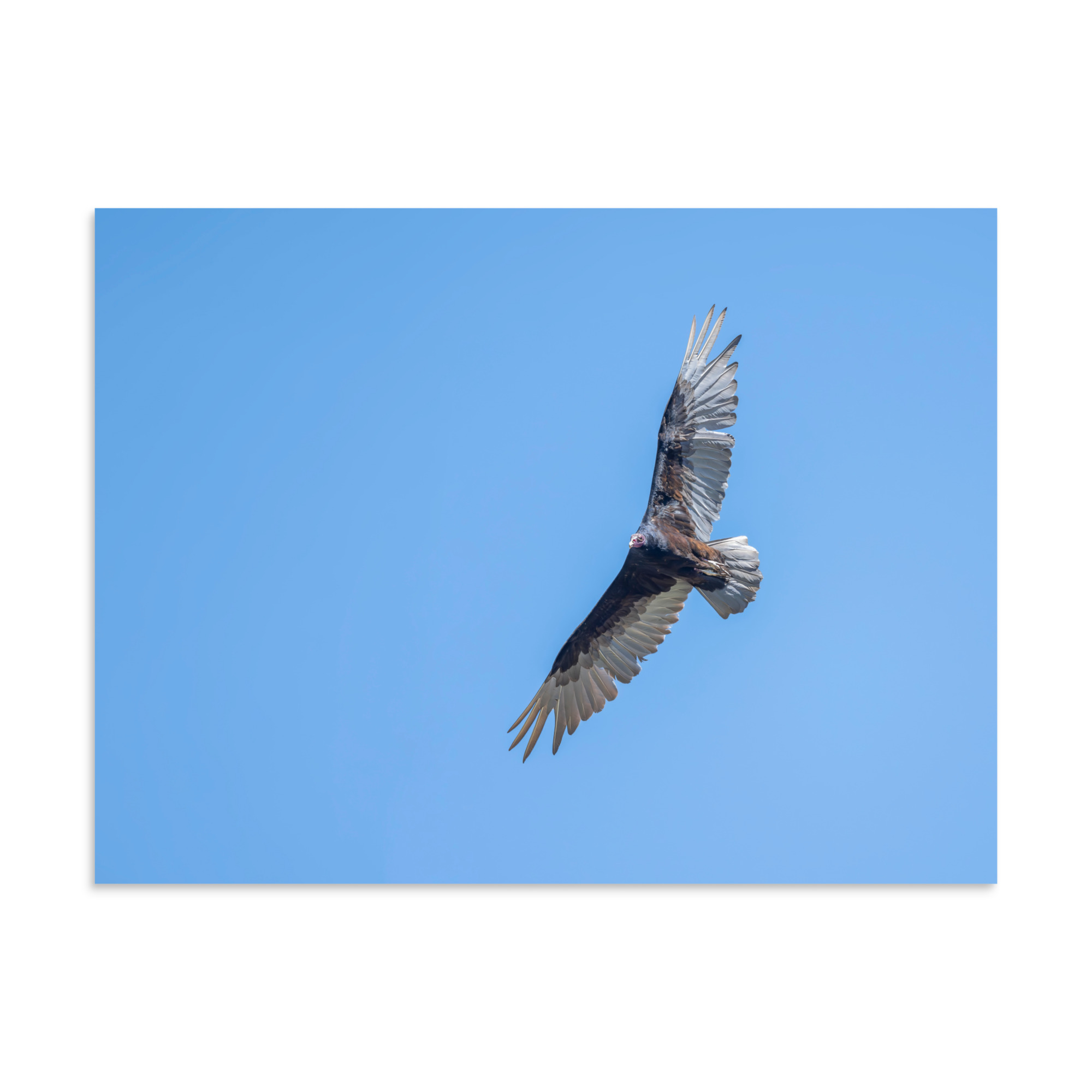 Turkey vulture in flight! Photo paper poster - Image 21