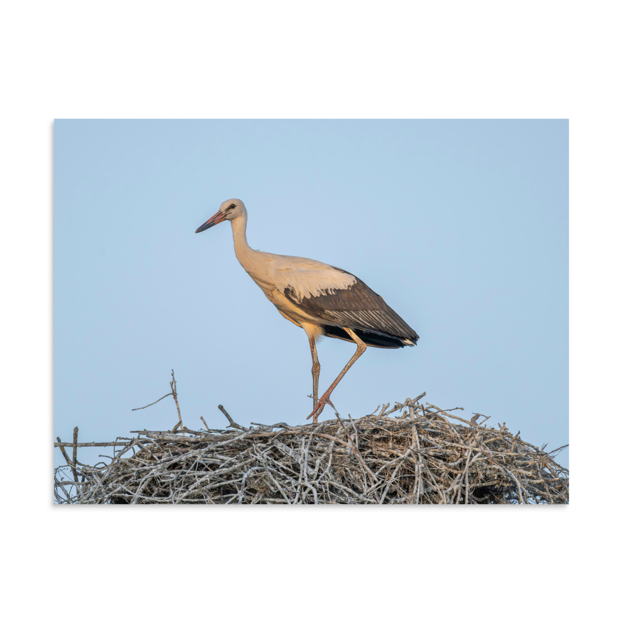 Juvenile White stork! Photo paper poster - Image 20