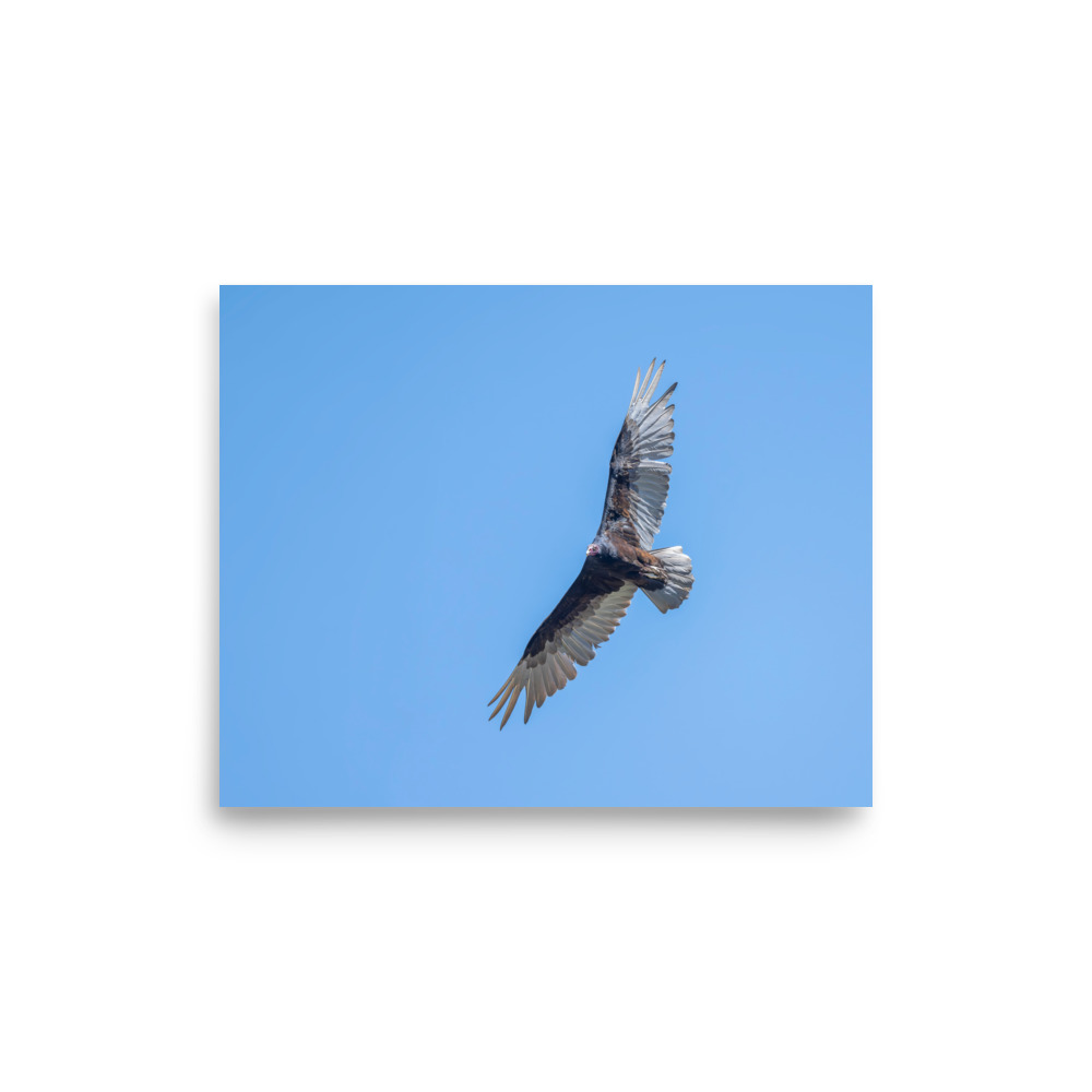 Turkey vulture in flight! Photo paper poster