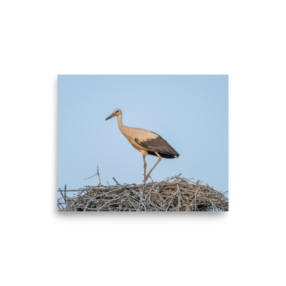Juvenile White stork! Photo paper poster - Image 21