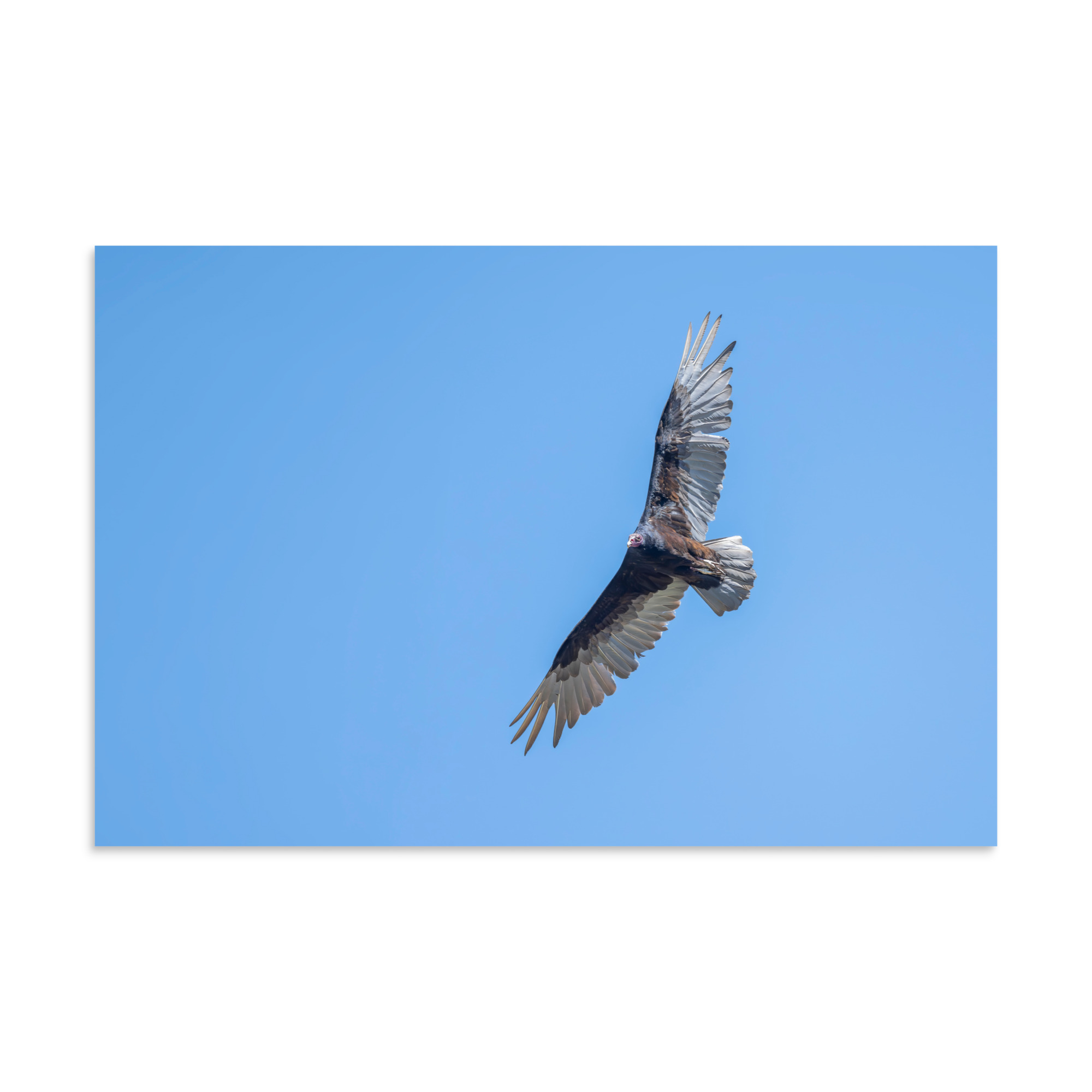 Turkey vulture in flight! Photo paper poster - Image 22