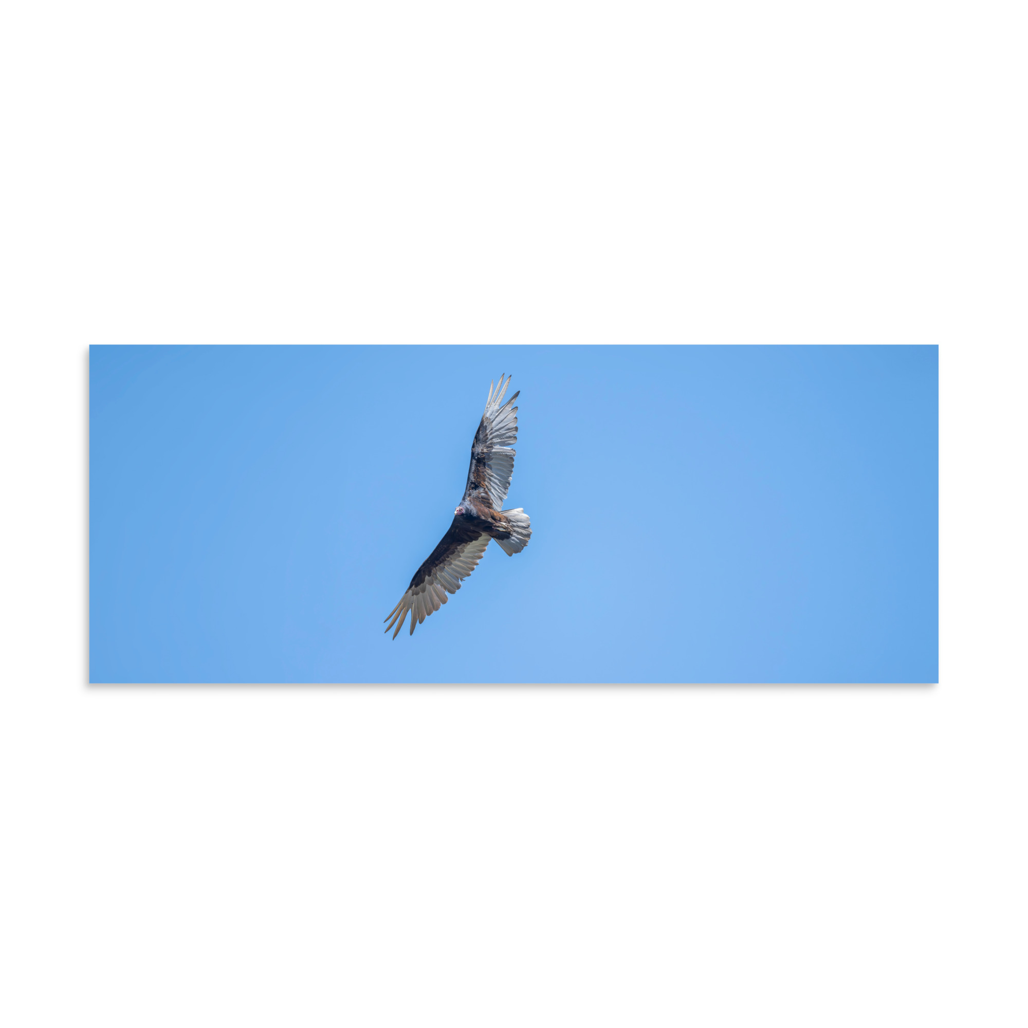 Turkey vulture in flight! Photo paper poster - Image 23