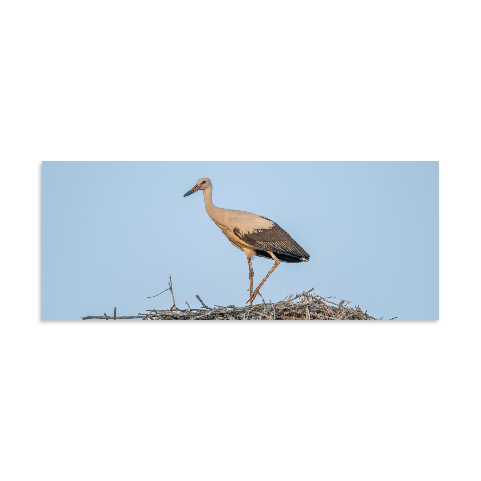 Juvenile White stork! Photo paper poster - Image 23
