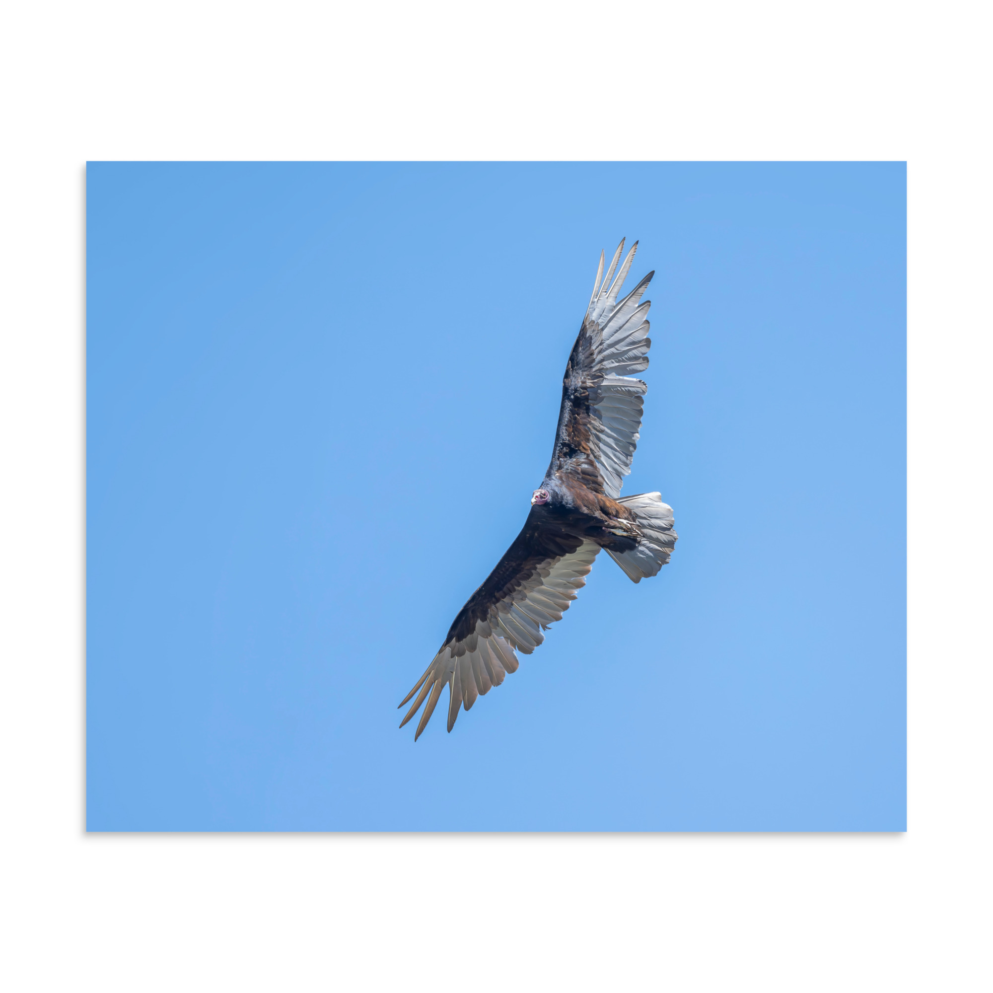 Turkey vulture in flight! Photo paper poster - Image 24