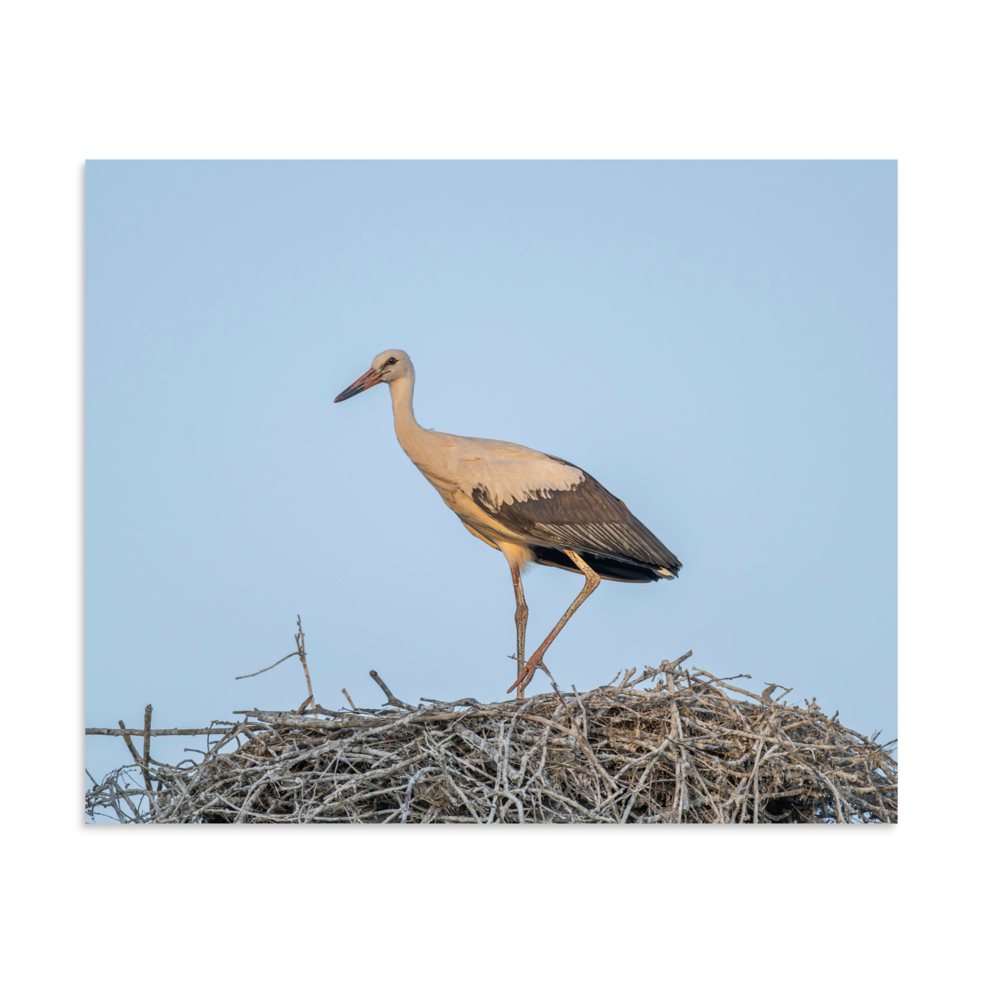 Juvenile White stork! Photo paper poster - Image 24