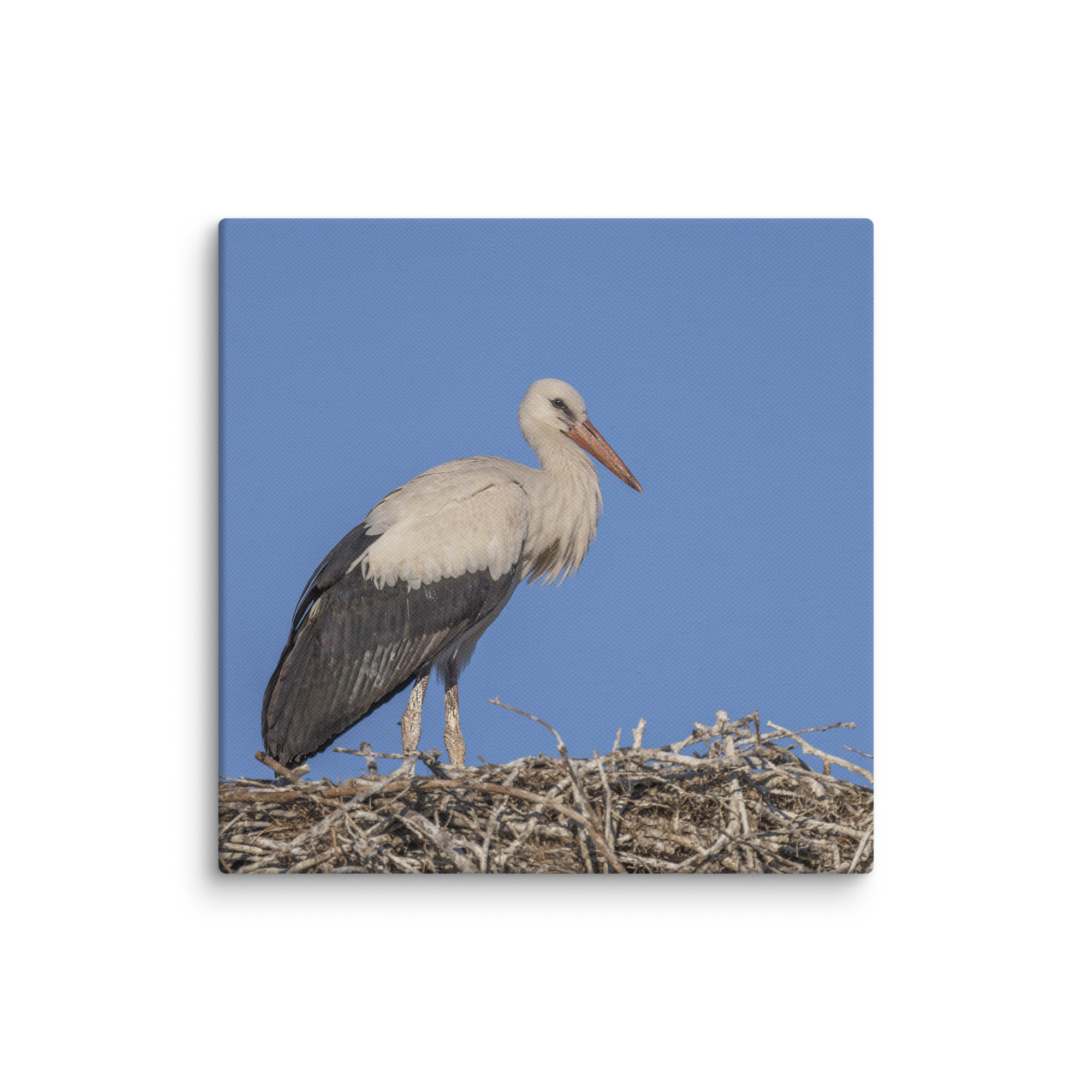 Juvenile White stork! Canvas - Image 2