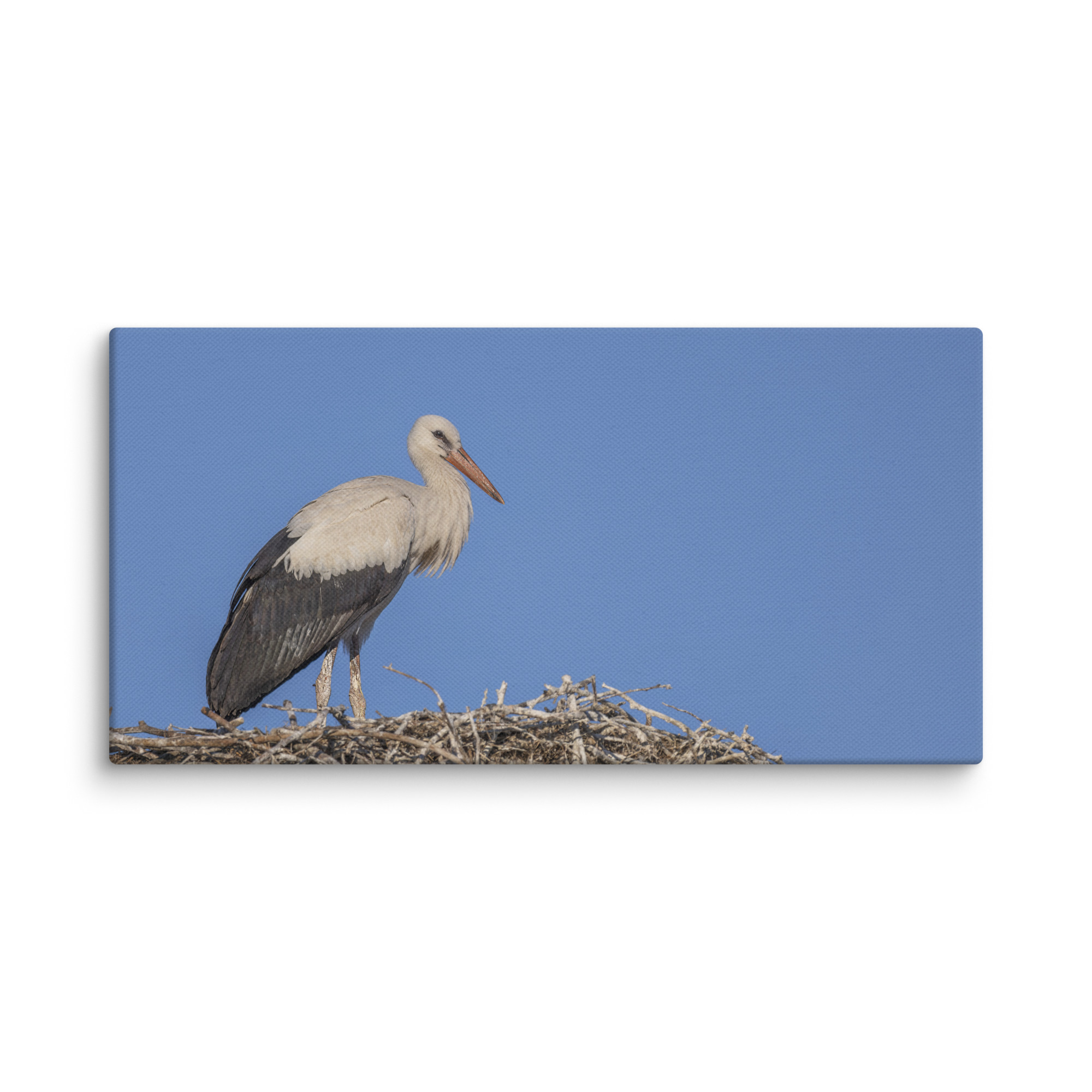 Juvenile White stork! Canvas - Image 3