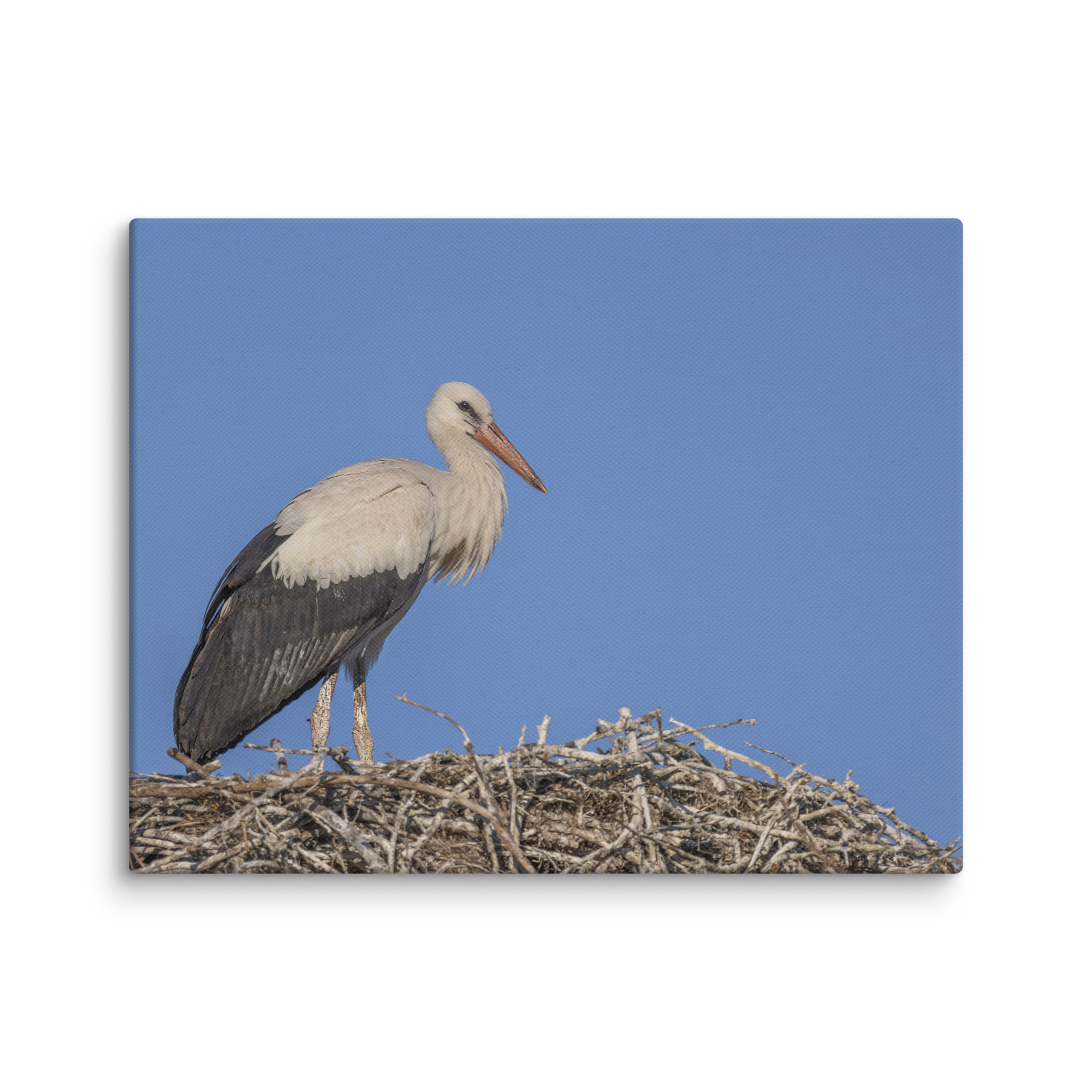 Juvenile White stork! Canvas - Image 4