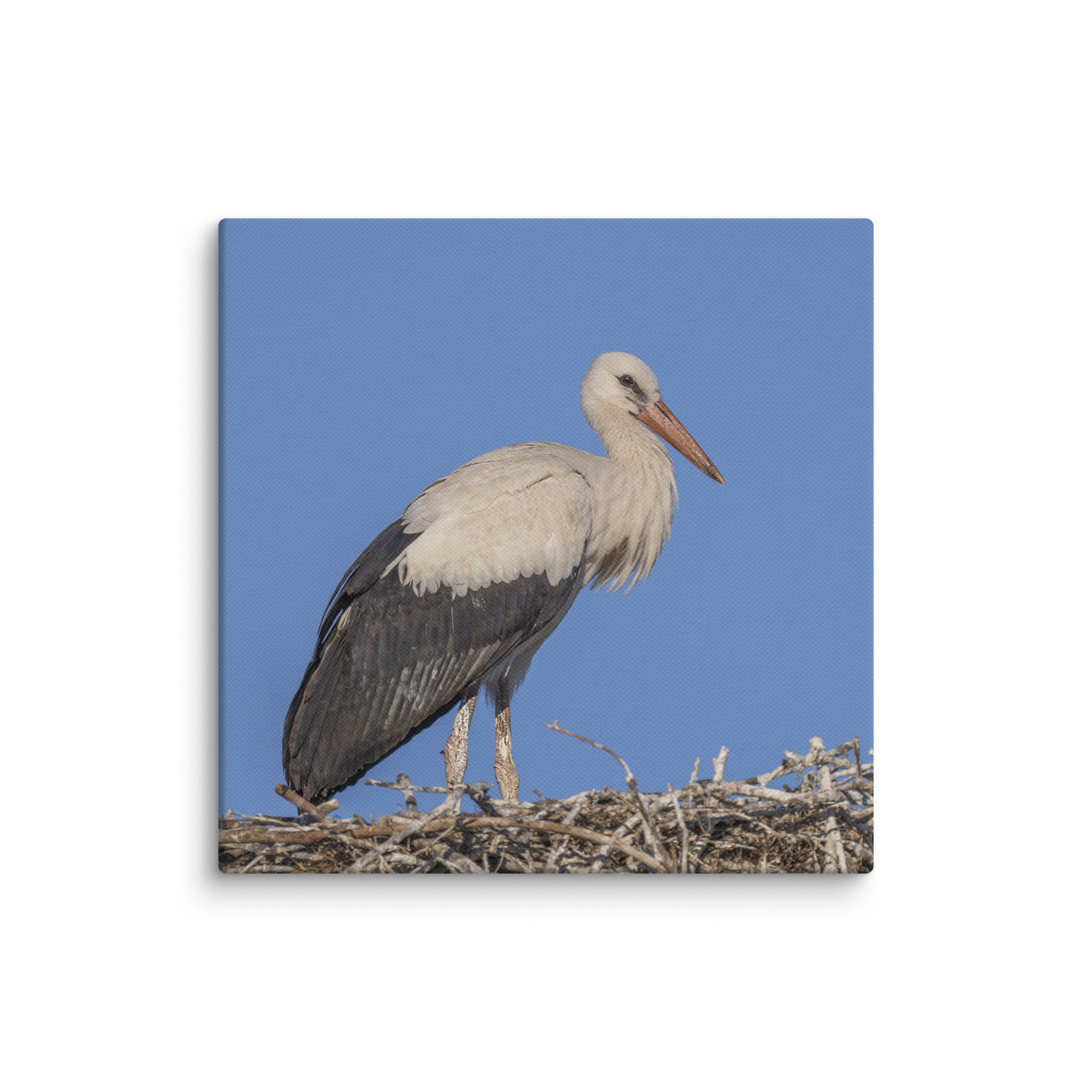 Juvenile White stork! Canvas - Image 25