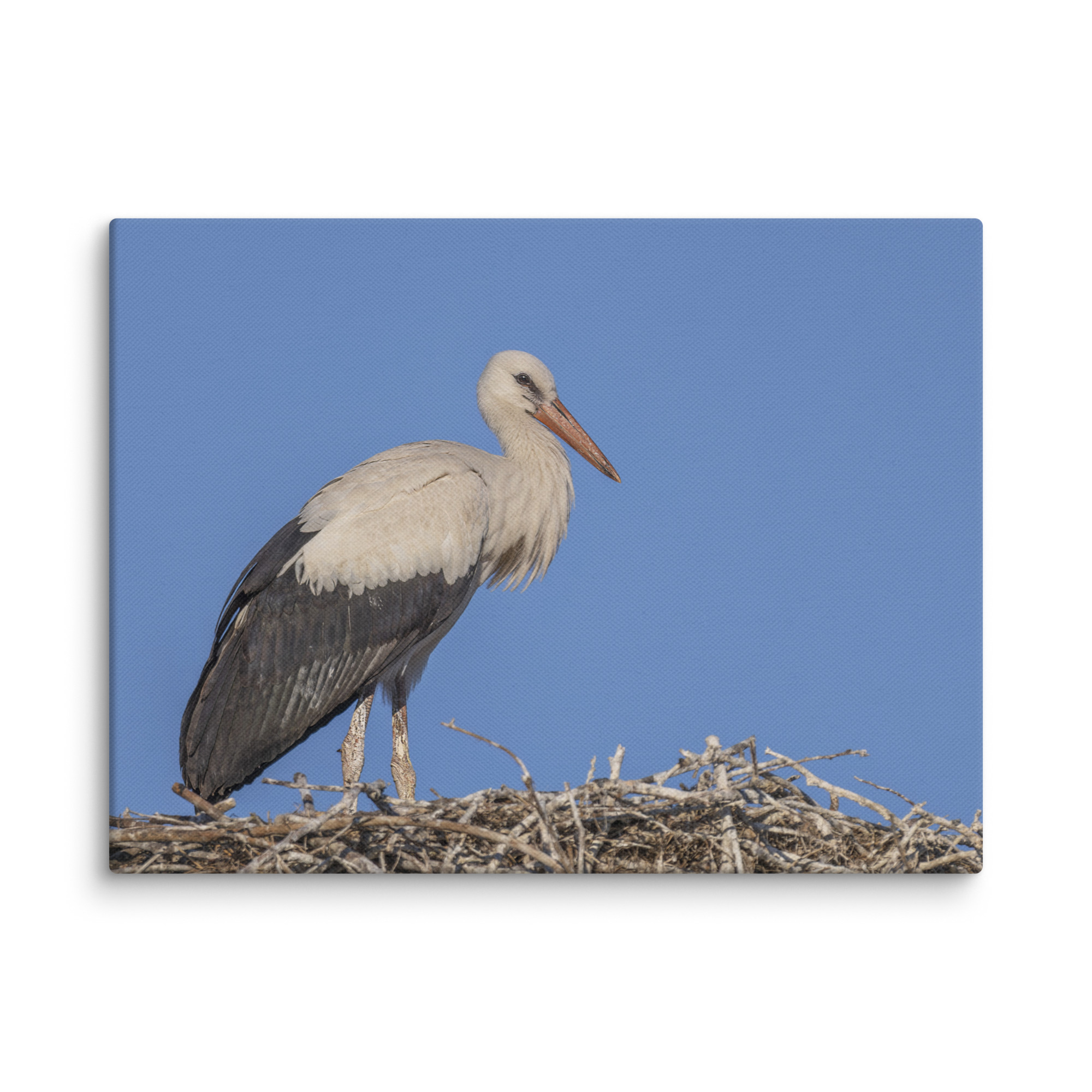 Juvenile White stork! Canvas