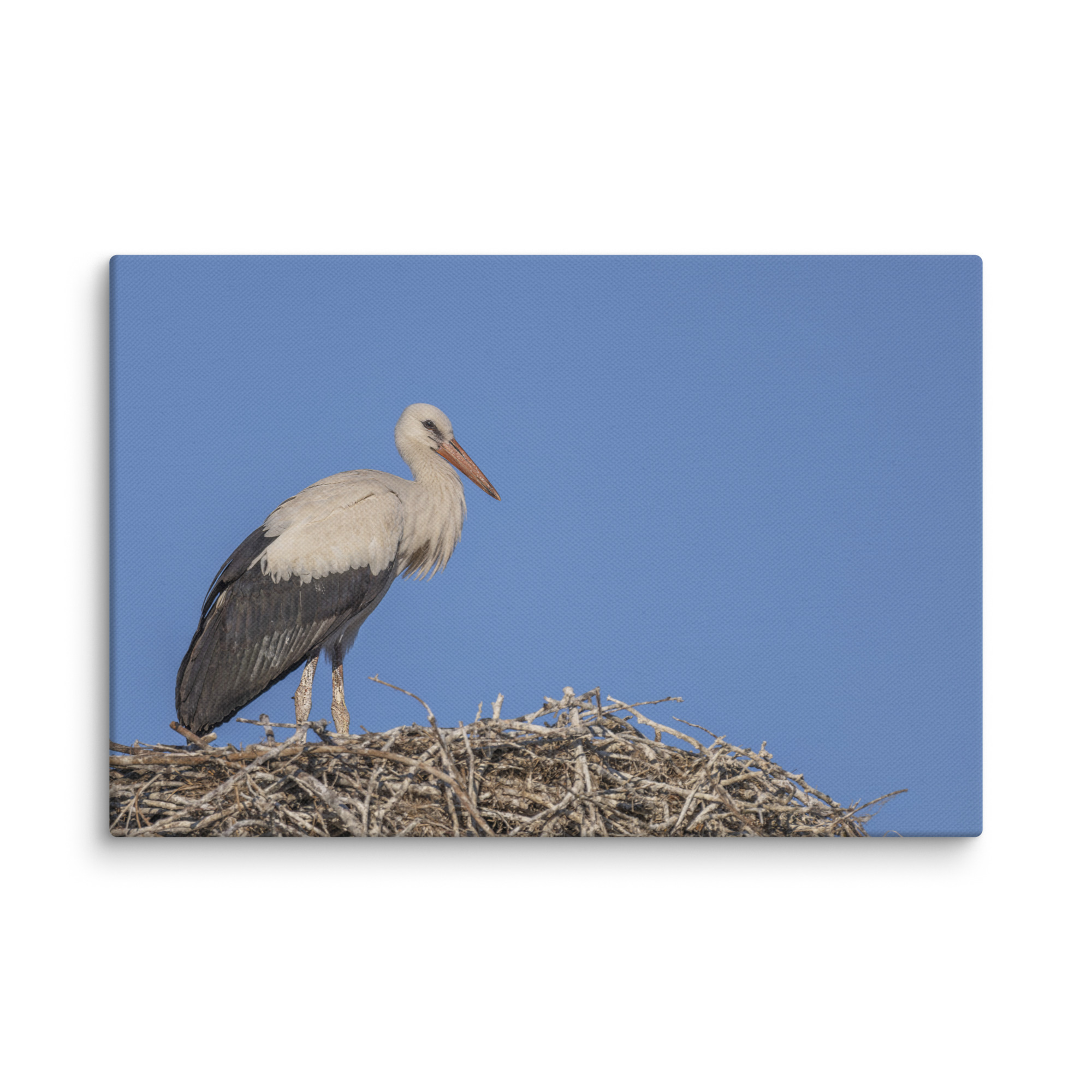 Juvenile White stork! Canvas - Image 5