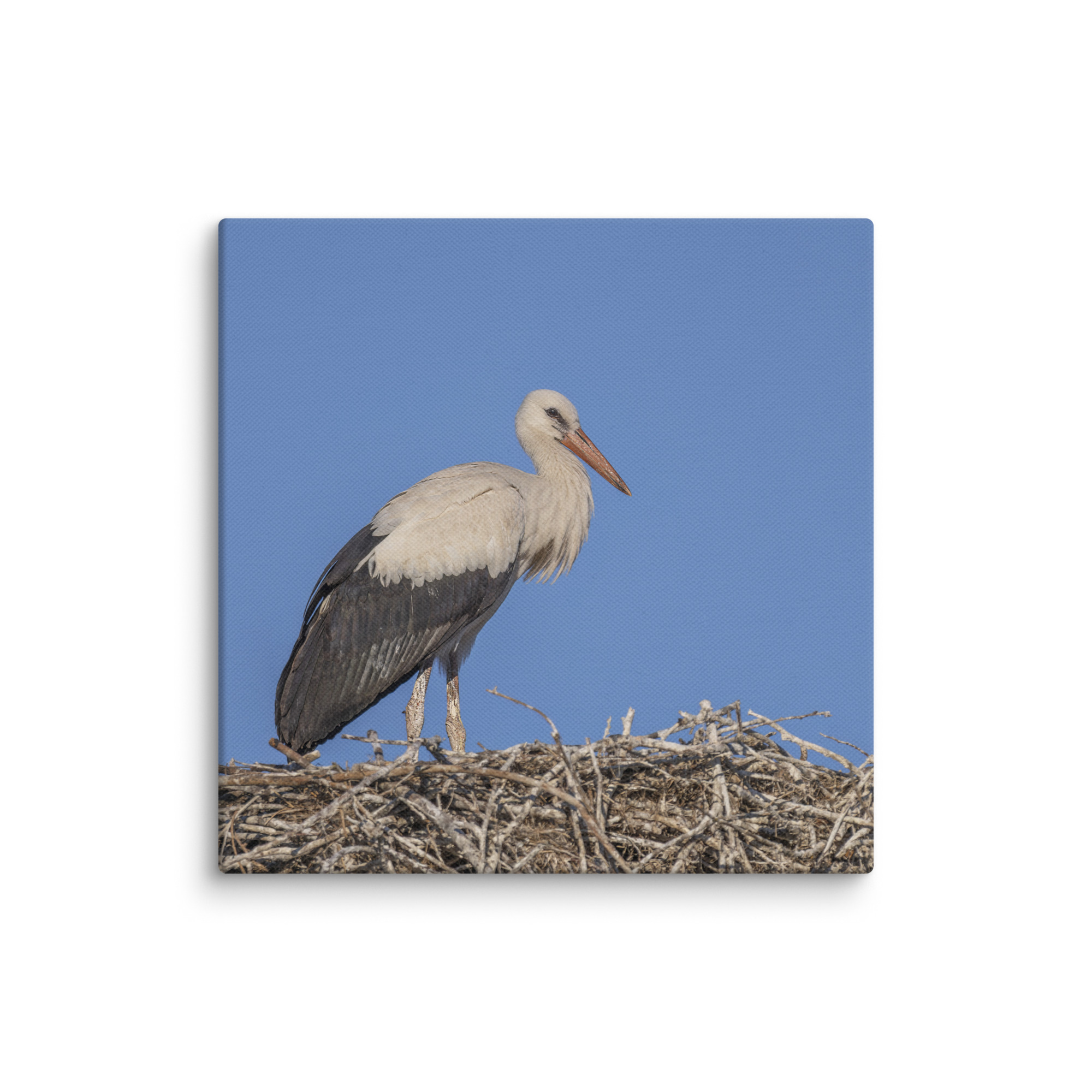 Juvenile White stork! Canvas - Image 7