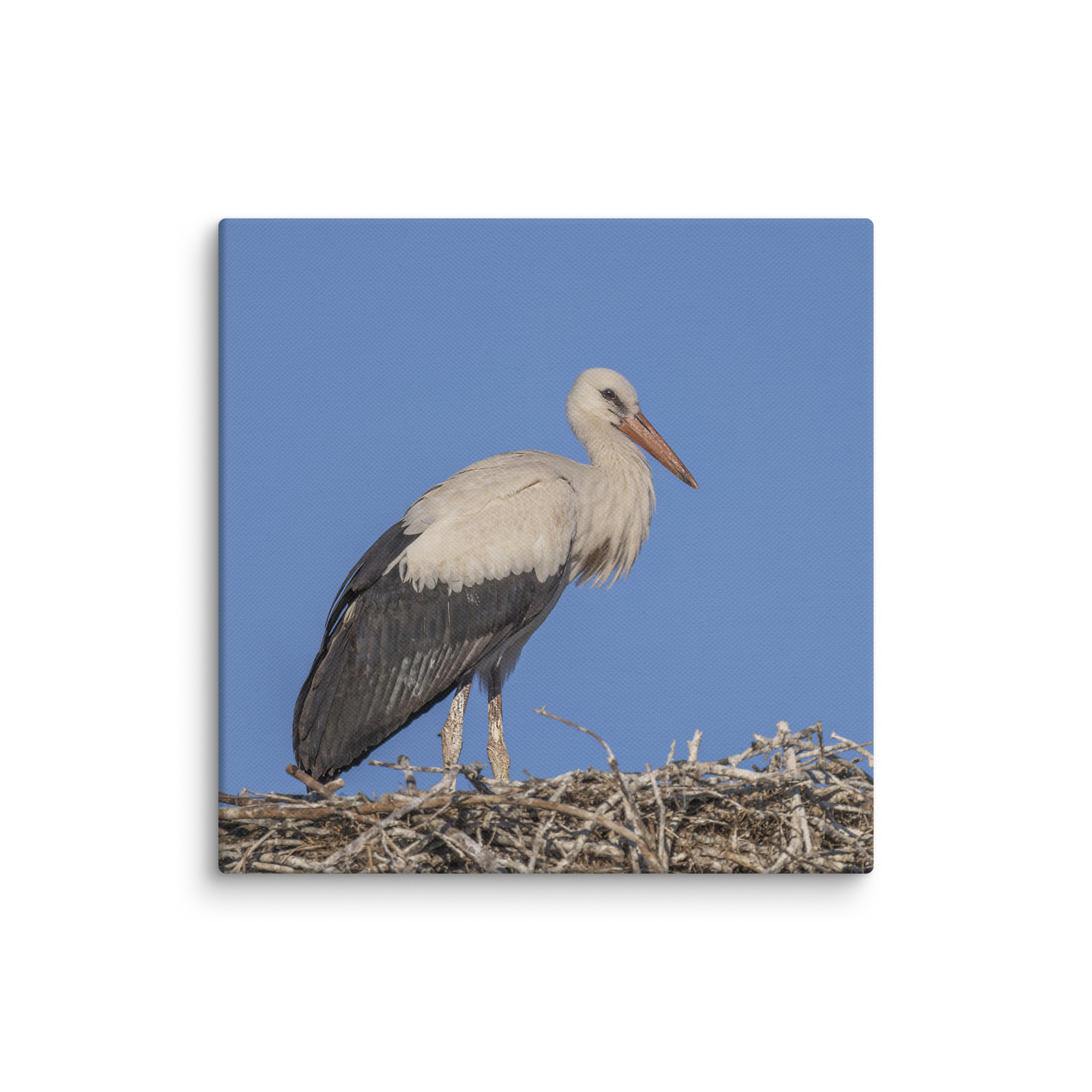 Juvenile White stork! Canvas - Image 26