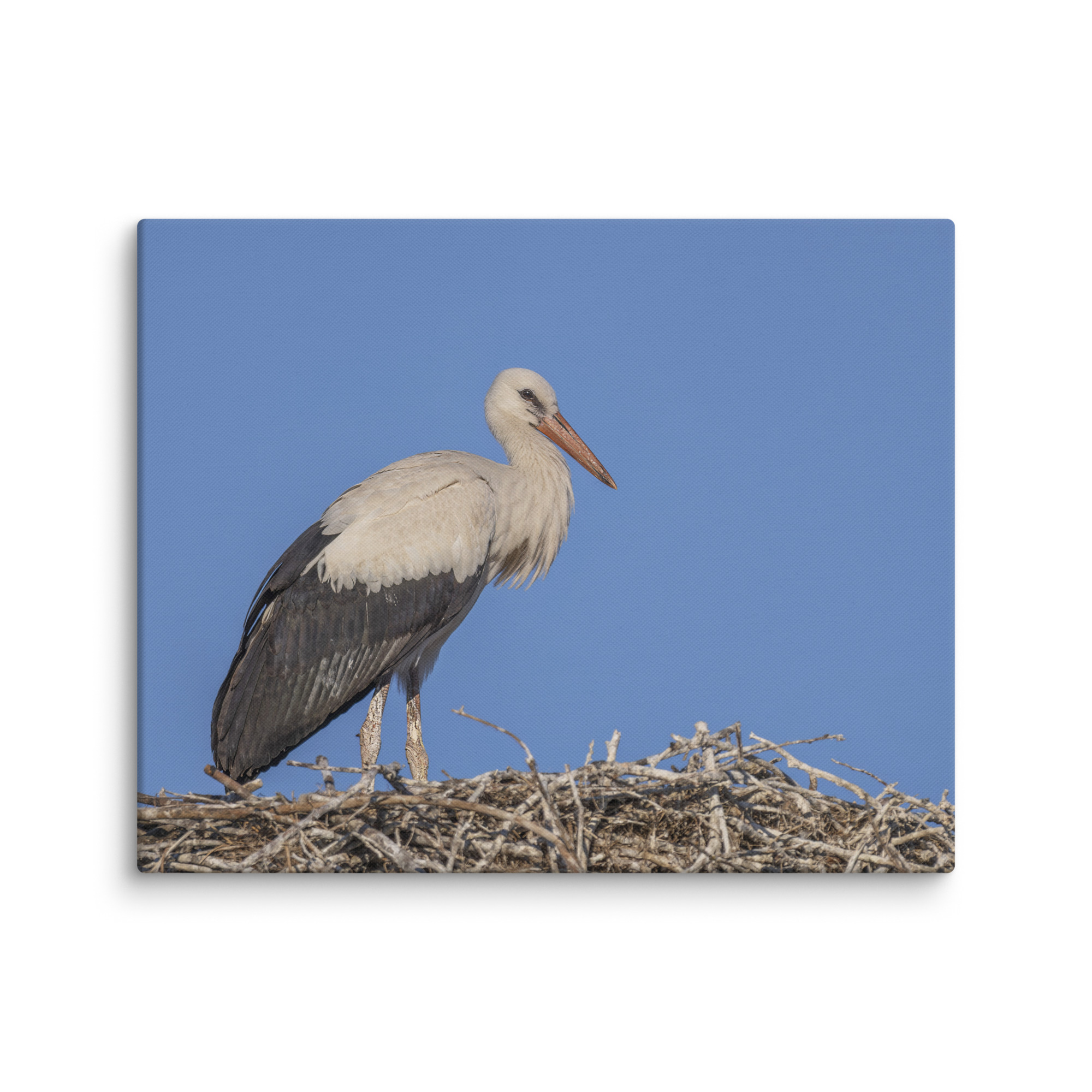 Juvenile White stork! Canvas - Image 27