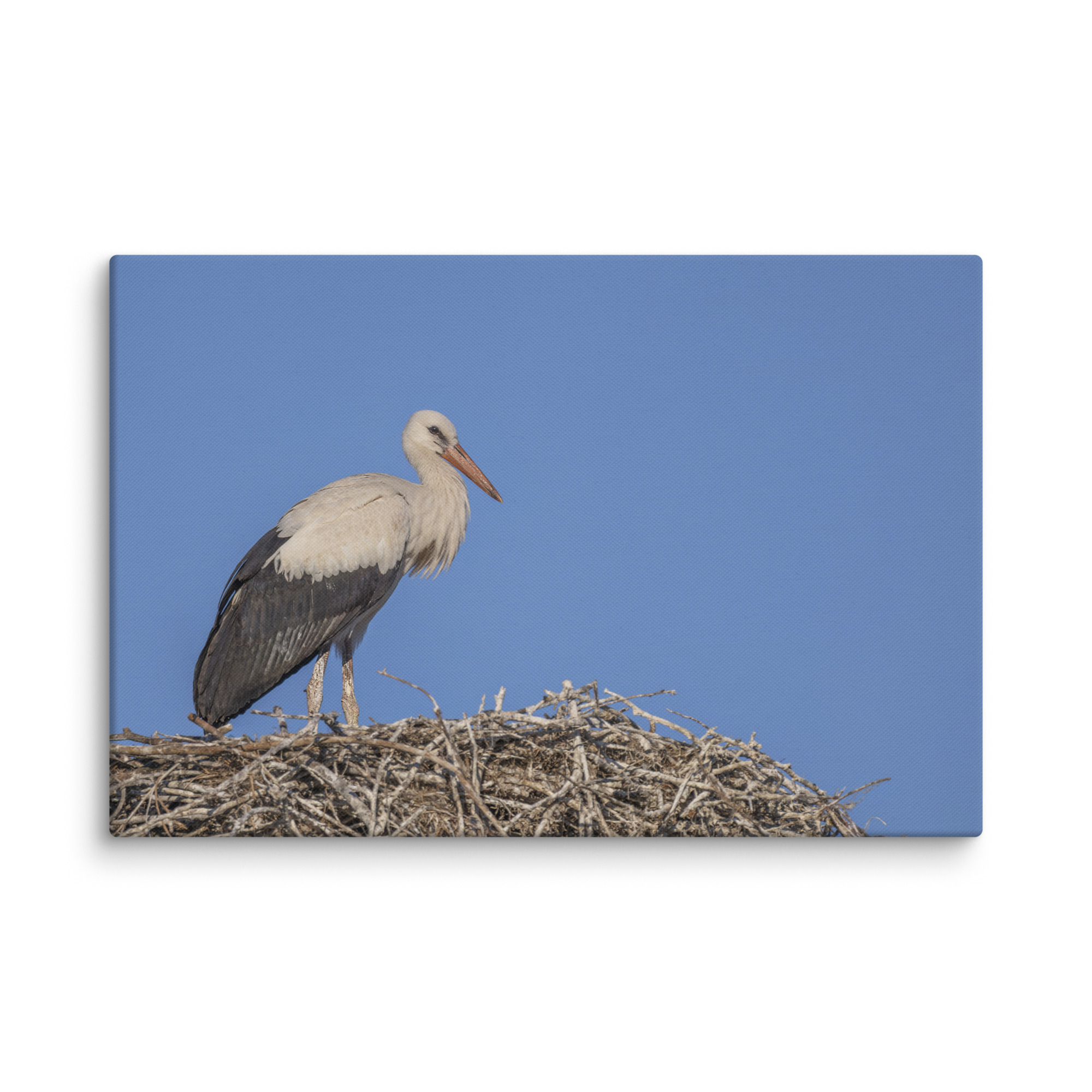 Juvenile White stork! Canvas - Image 8