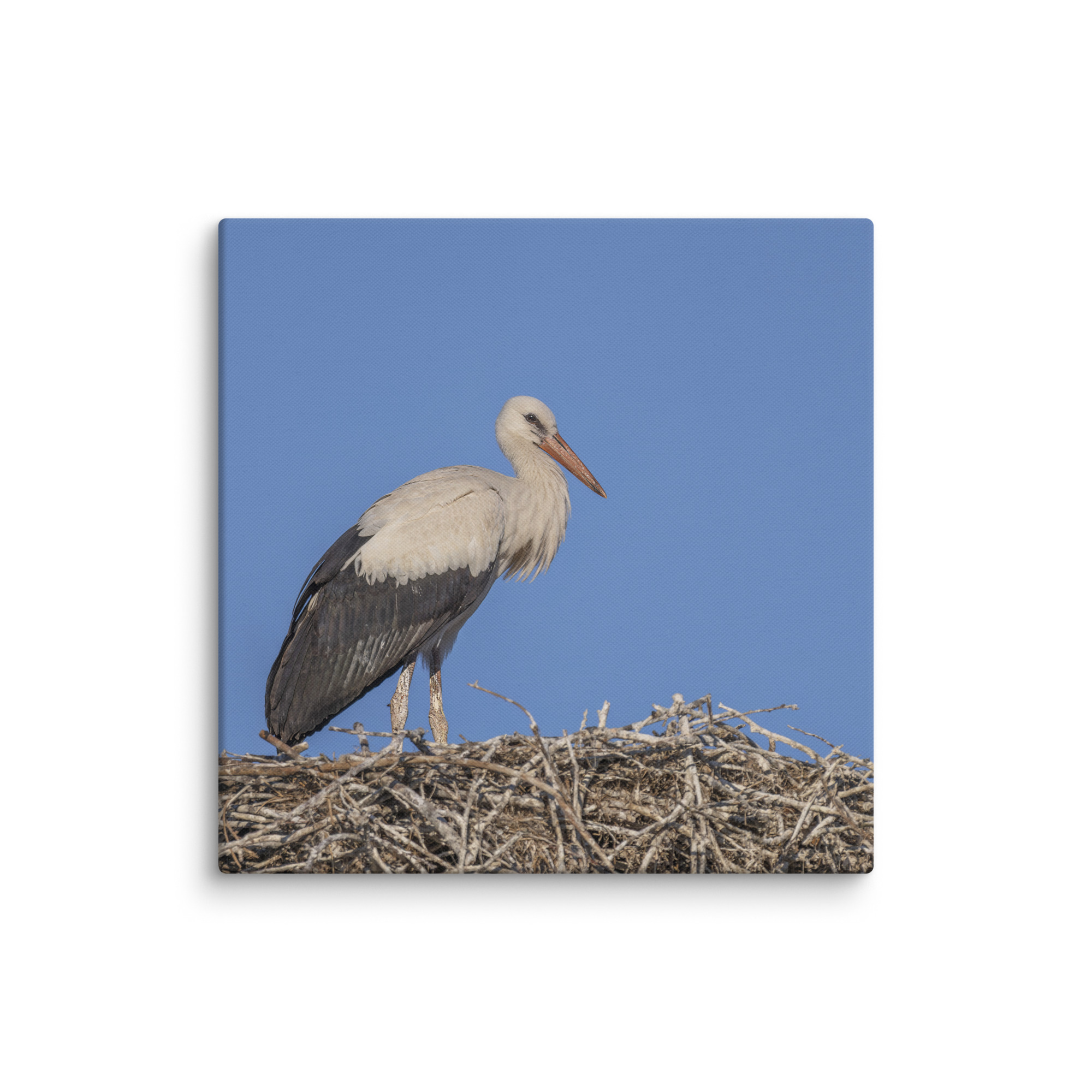 Juvenile White stork! Canvas - Image 9