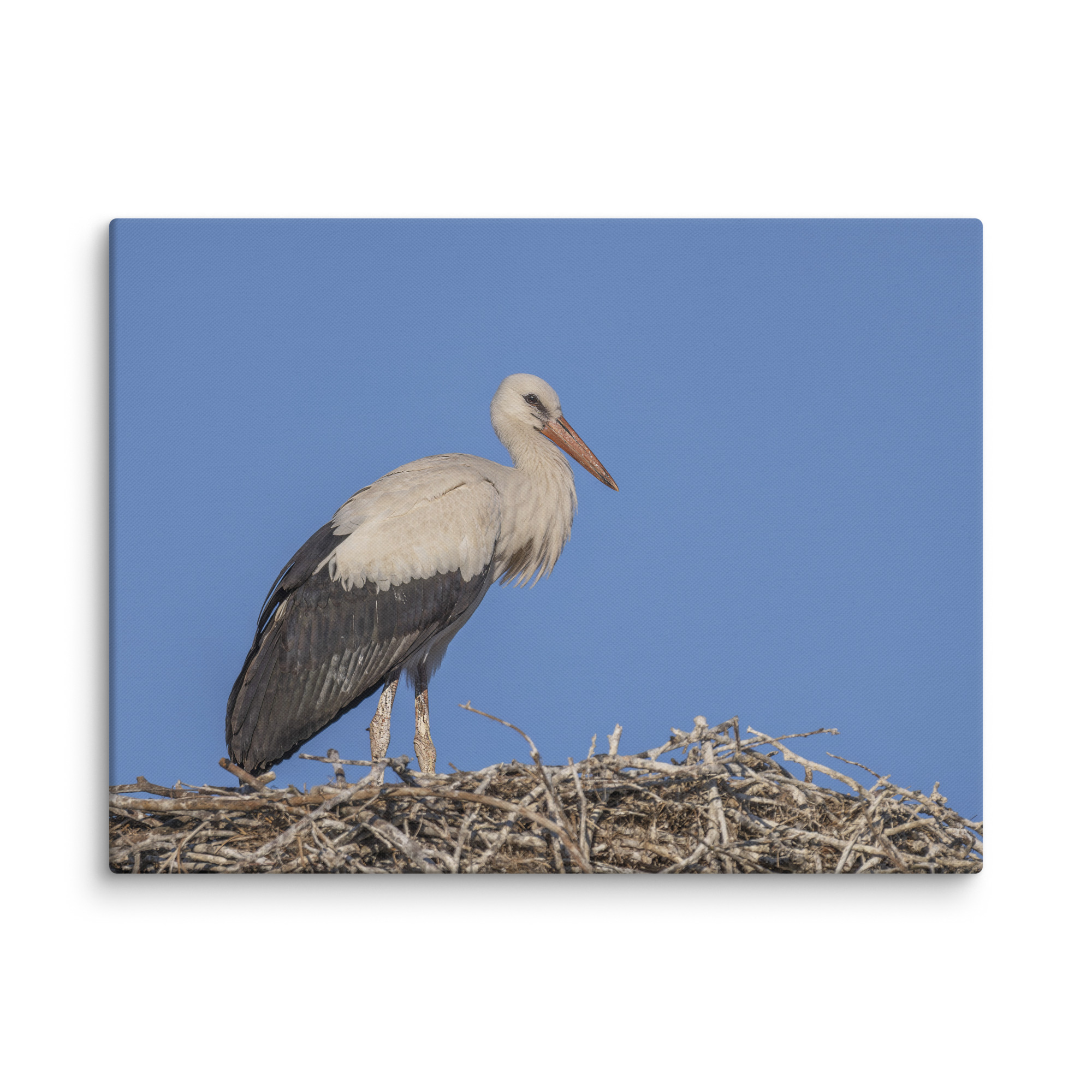 Juvenile White stork! Canvas - Image 28