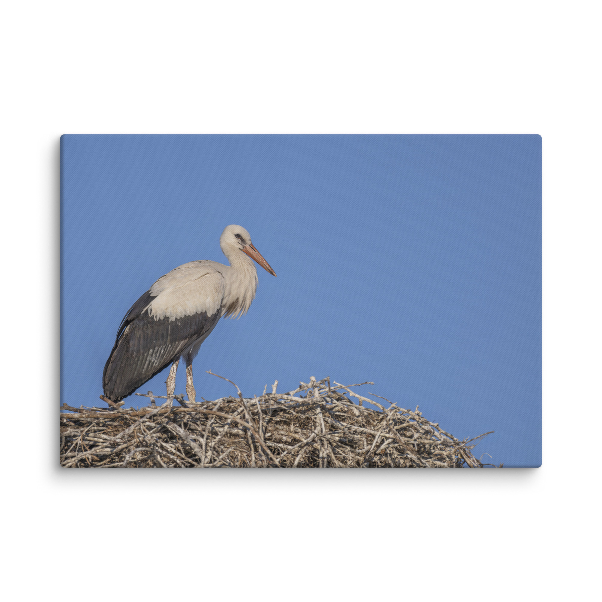 Juvenile White stork! Canvas - Image 10
