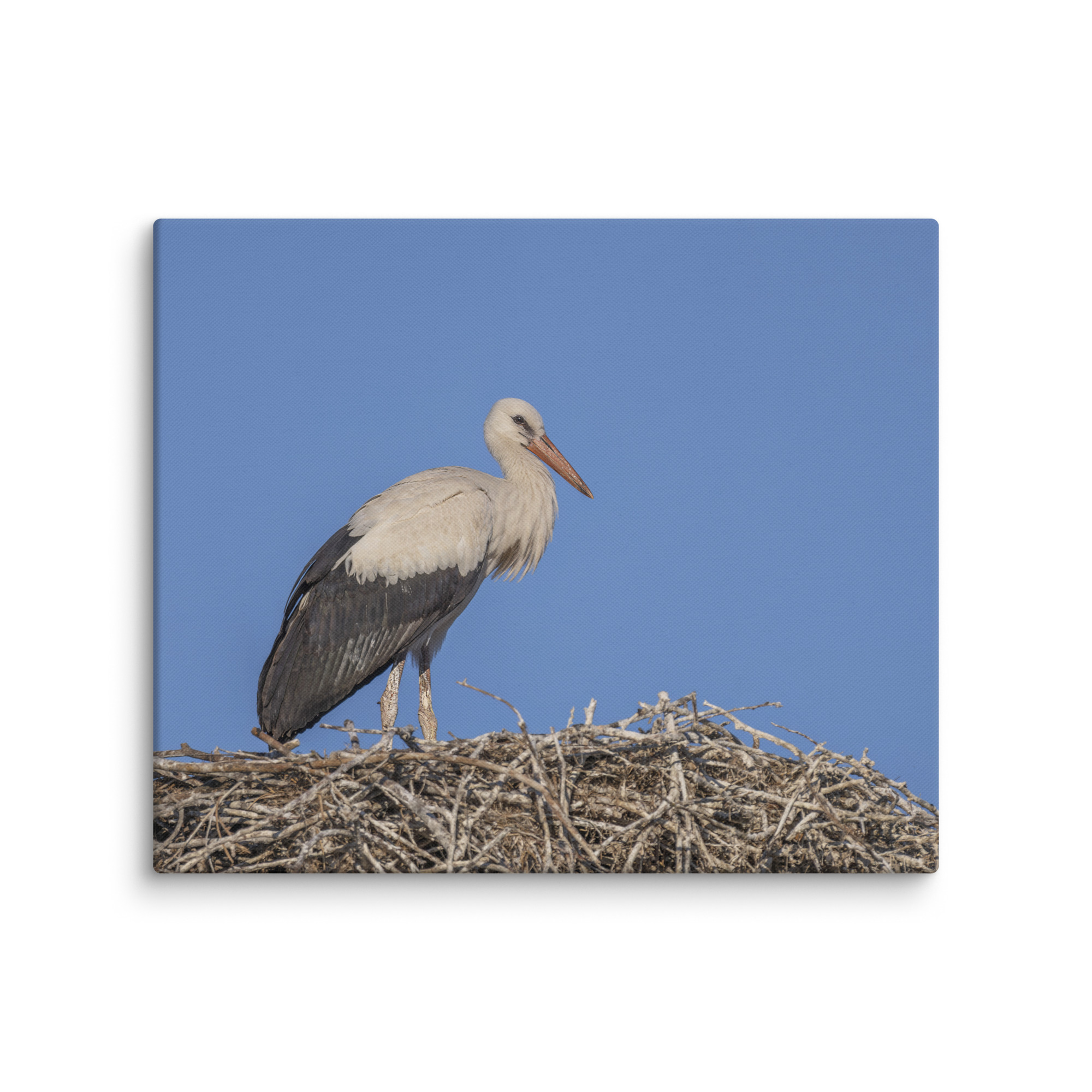 Juvenile White stork! Canvas - Image 12