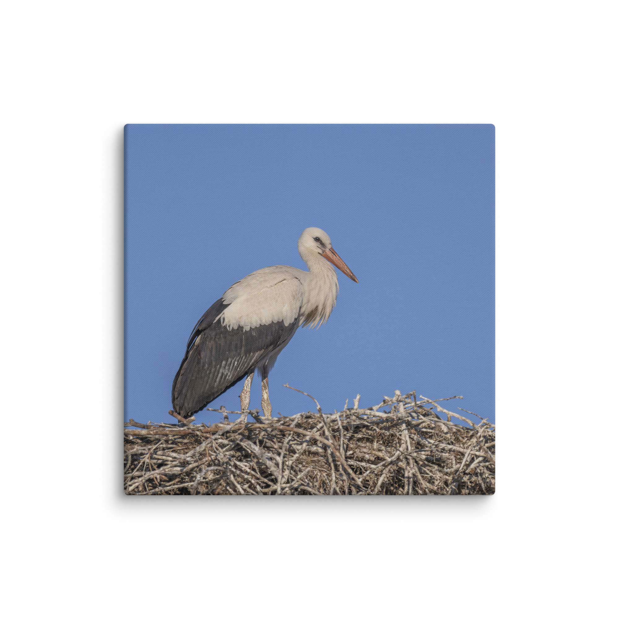 Juvenile White stork! Canvas - Image 15