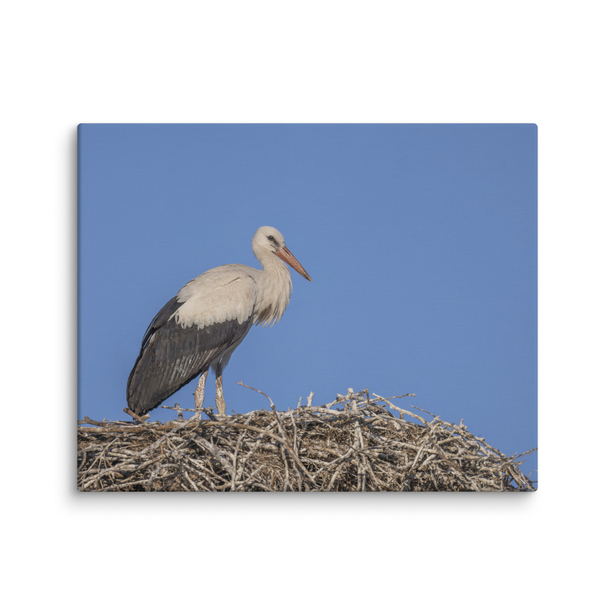 Juvenile White stork! Canvas - Image 16